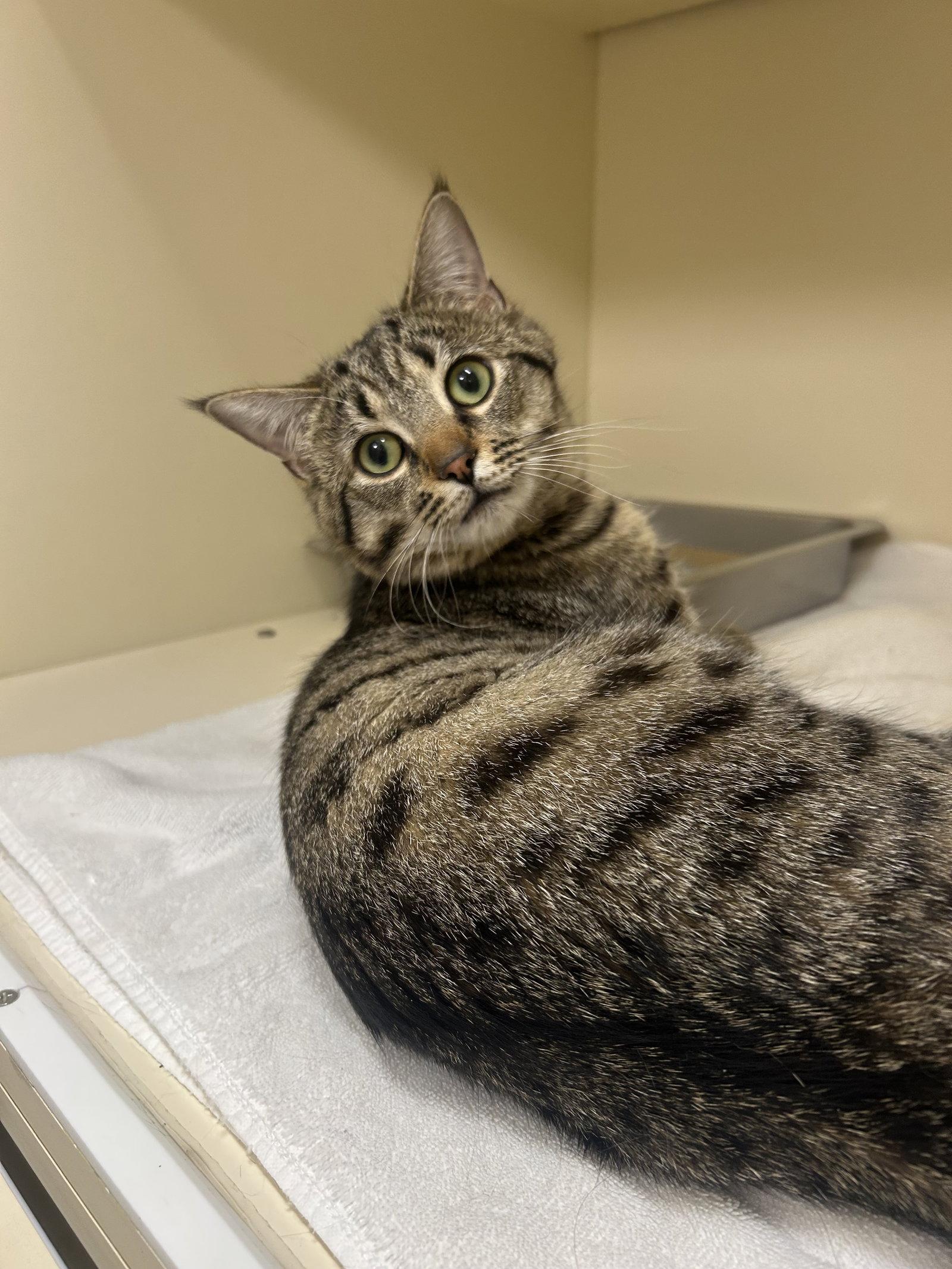 Bagel, Adoptable, Adult Male Domestic Short Hair.