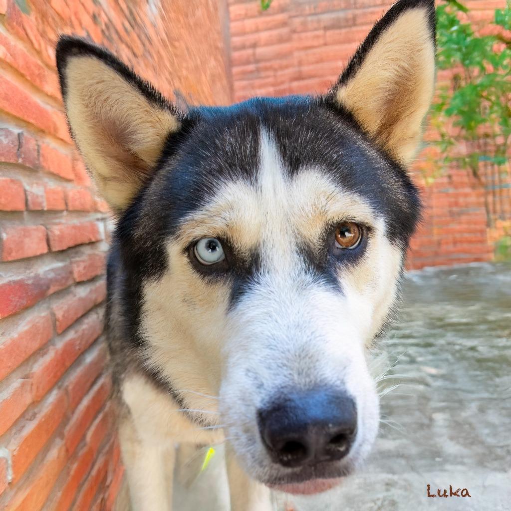 Enlarge Luka, a Adoptable Siberian Husky in Hot Springs Village, AR image 2/4