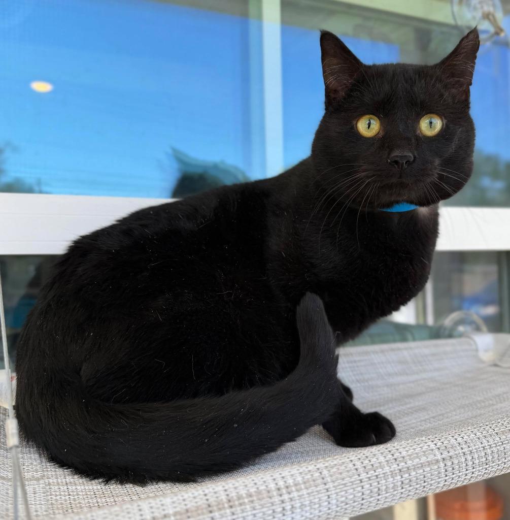 Juniper, Adoptable, Adult Male Domestic Short Hair.