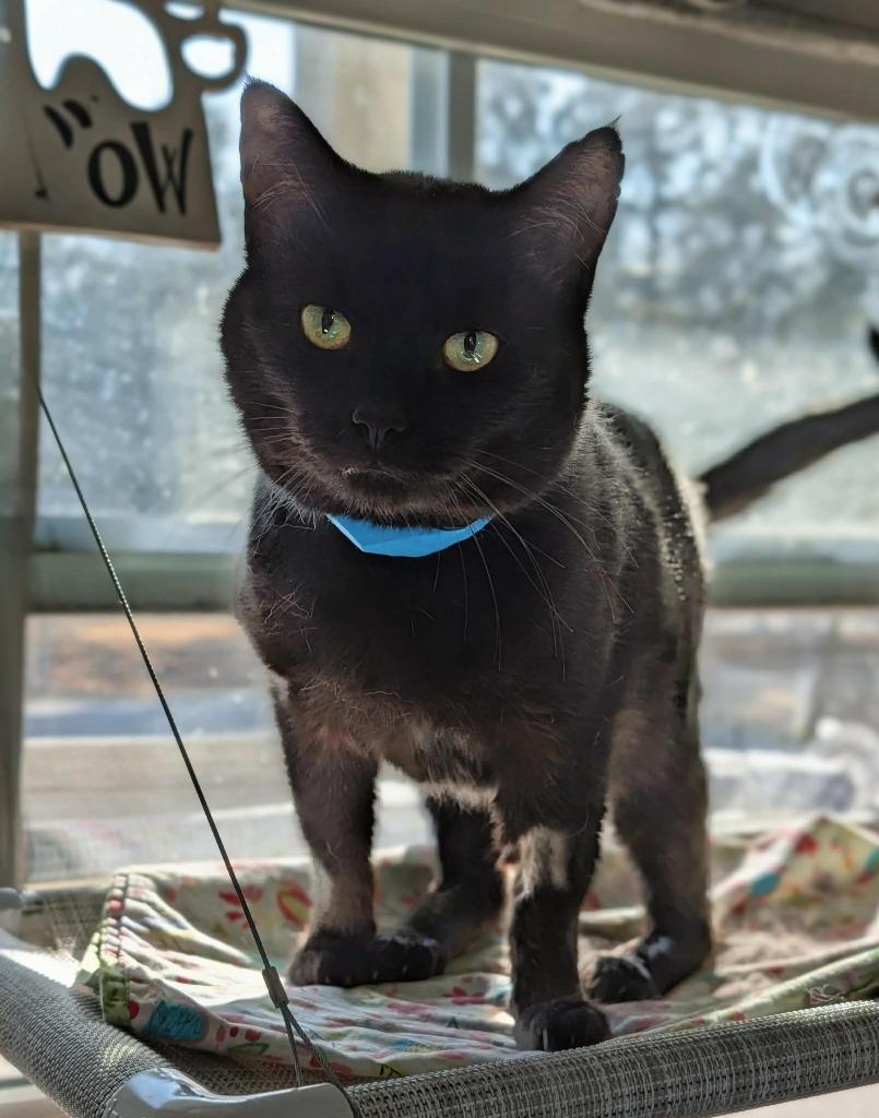 Enlarge Juniper, a Adoptable mixed breed in Kingsland, GA image 2/2