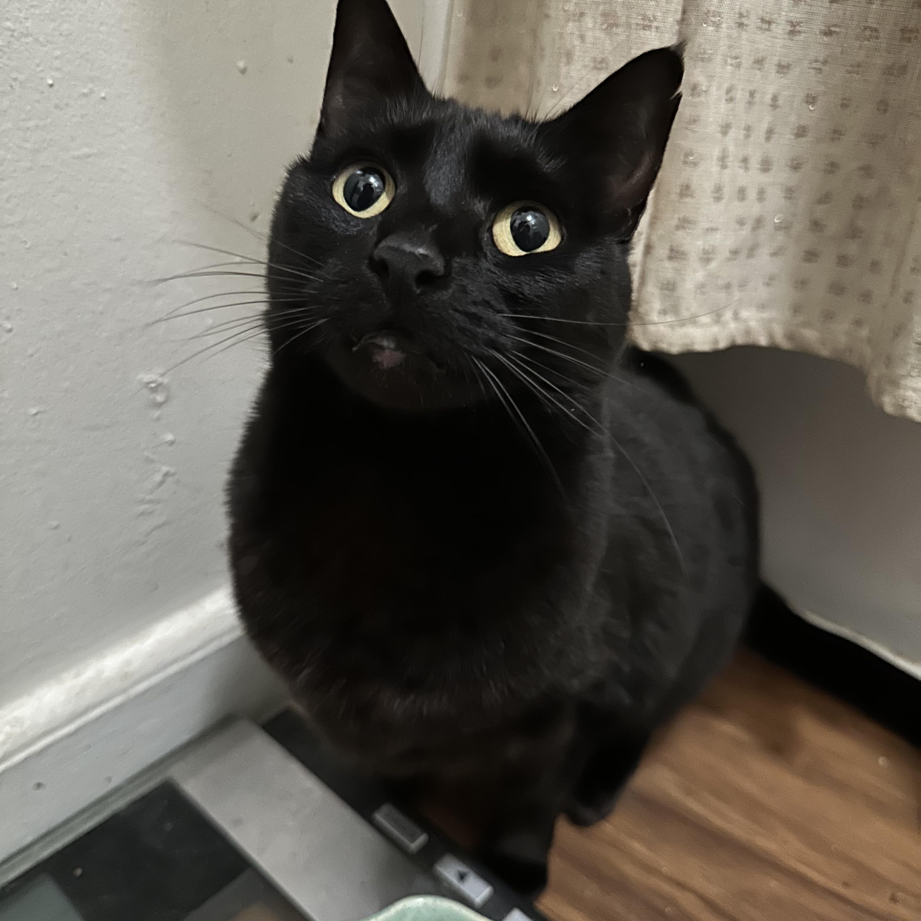 Iris, a Adoptable Domestic Short Hair image 3/6