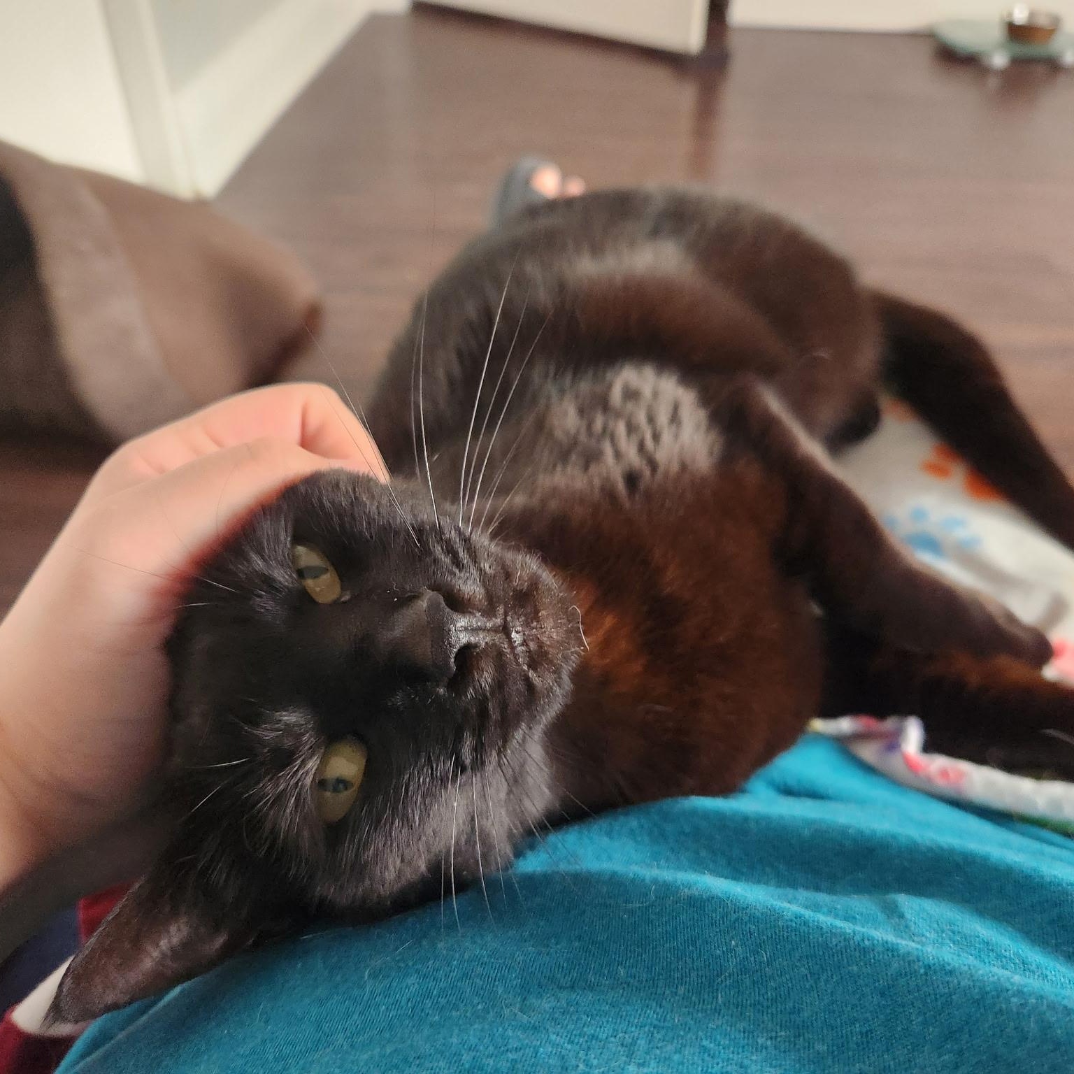 Iris, a Adoptable Domestic Short Hair image 6/6