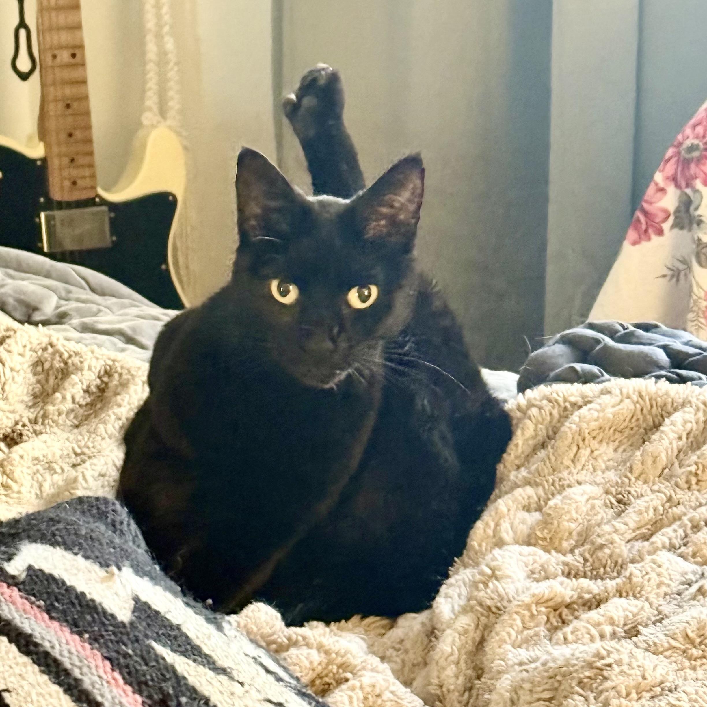 Iris, a Adoptable Domestic Short Hair image 1/6