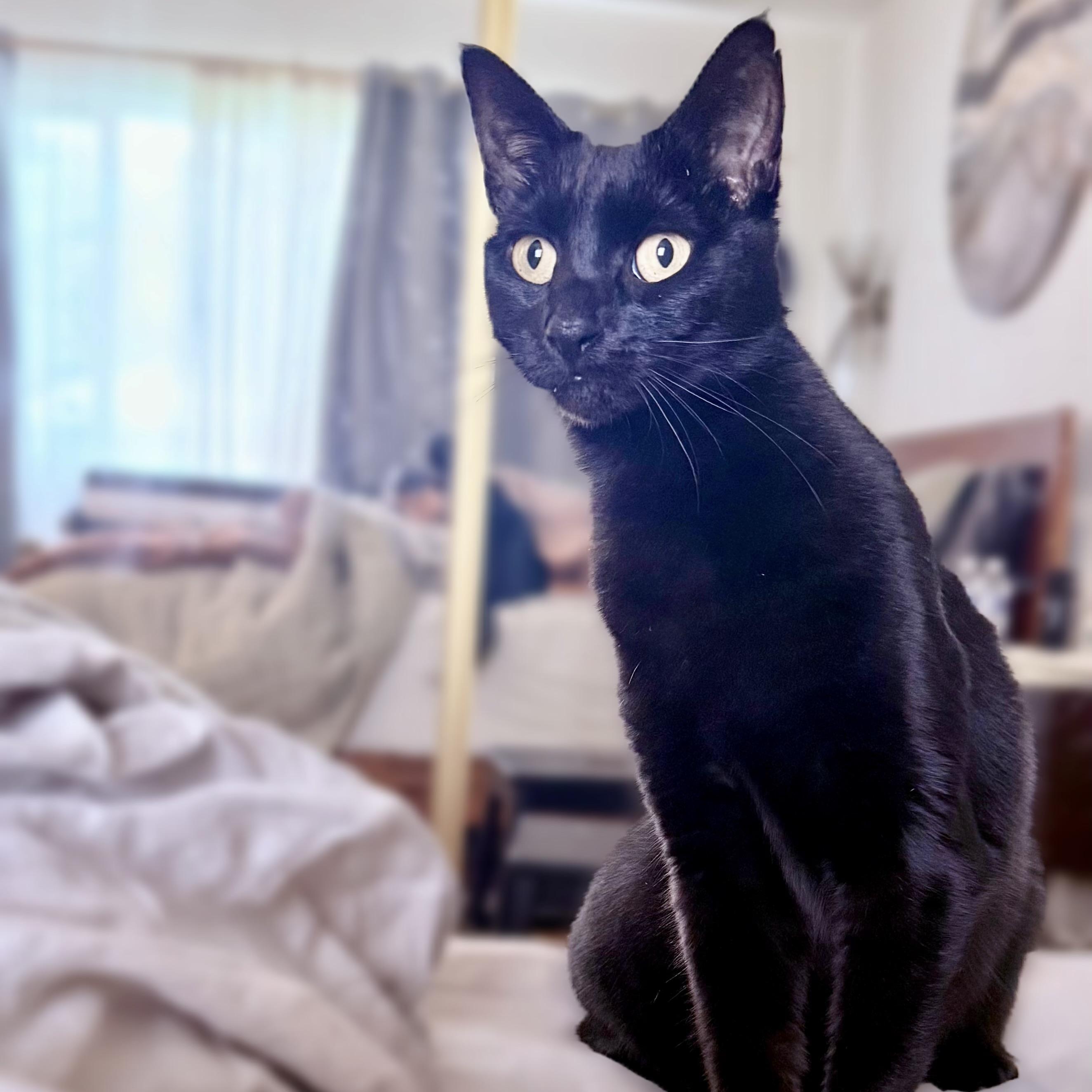 Iris, Adoptable, Adult Female Domestic Short Hair.