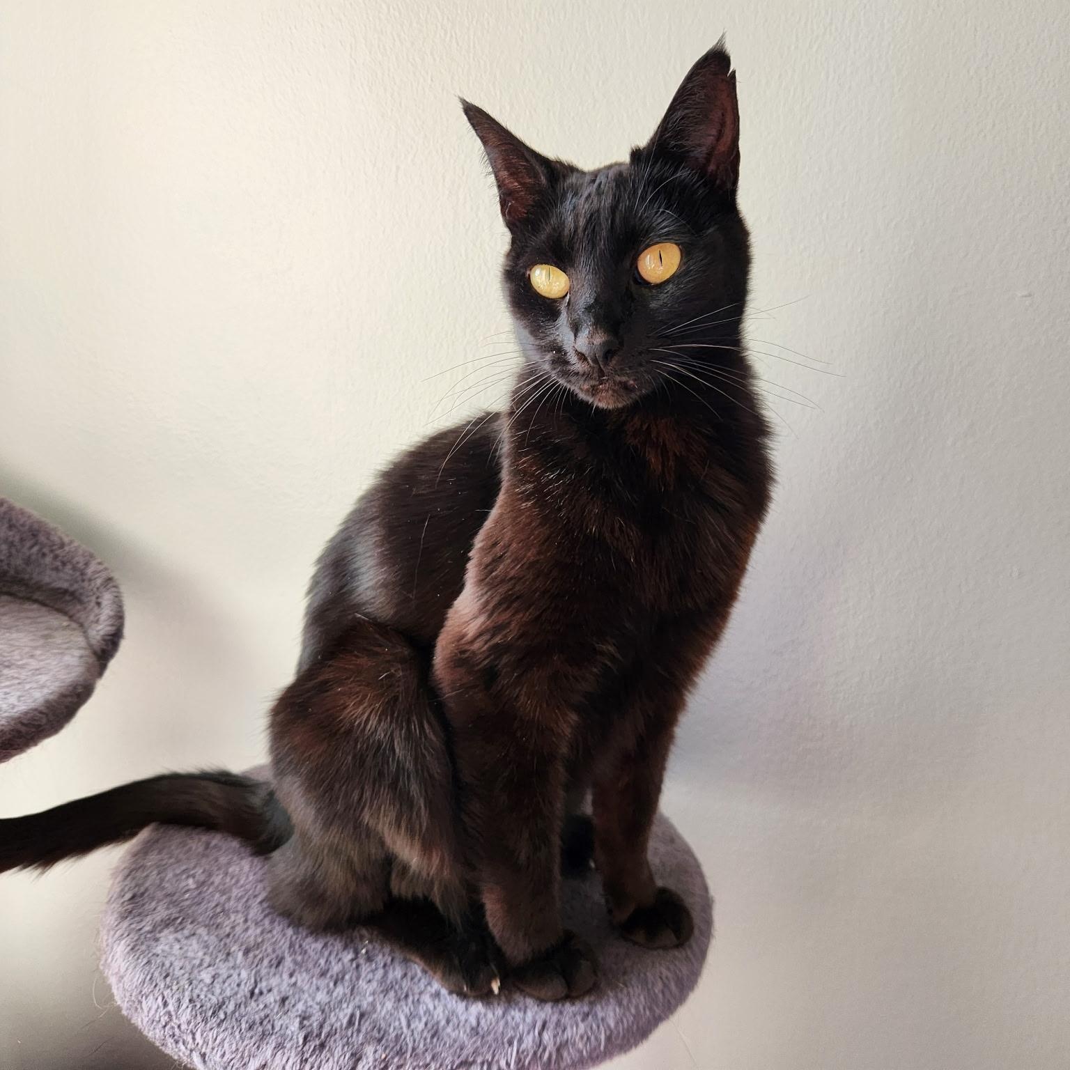 Iris, a Adoptable Domestic Short Hair image 4/6