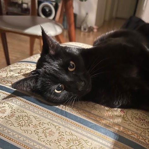 Iris, a Adoptable Domestic Short Hair image 5/6