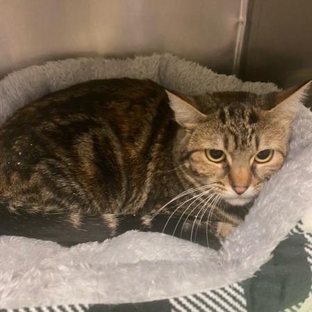 Gilika, Adoptable, Adult Female Domestic Short Hair.