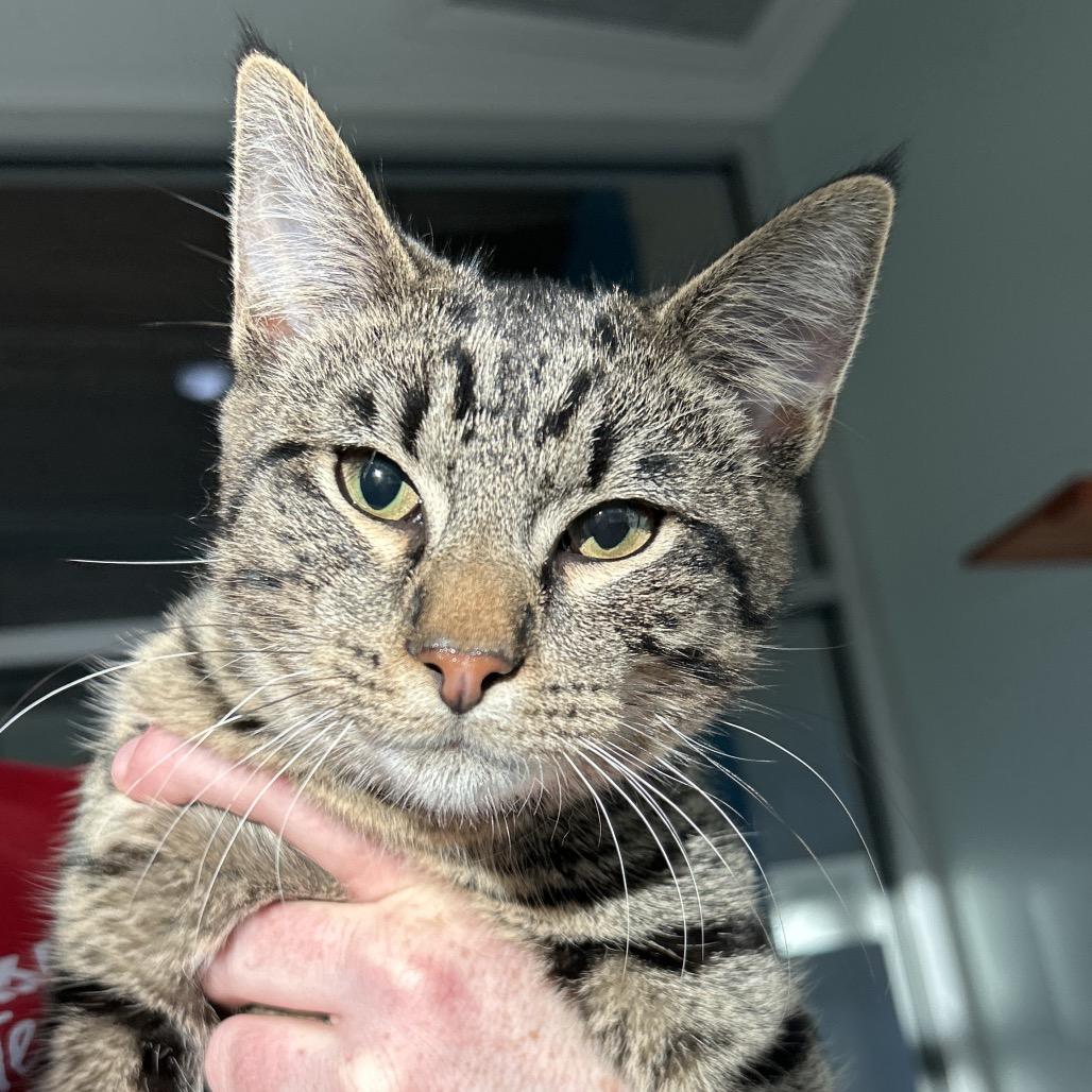 Cash, Adoptable, Young Male Domestic Short Hair.