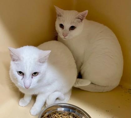 Casper, Adoptable, Adult Male Domestic Short Hair & Domestic Short Hair.