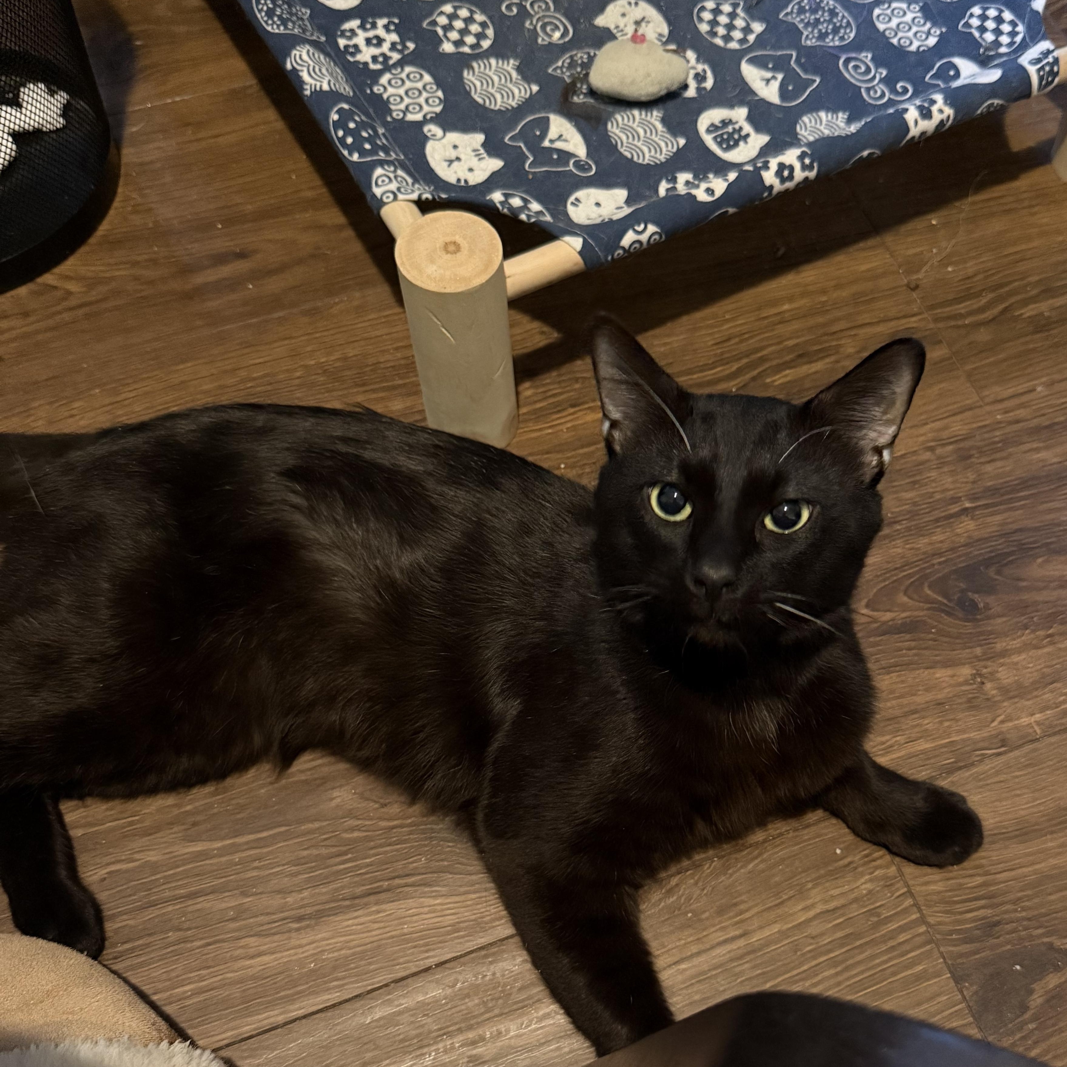 Enlarge Ronnie, a Adoptable mixed breed in Fort Oglethorpe, GA image 2/5