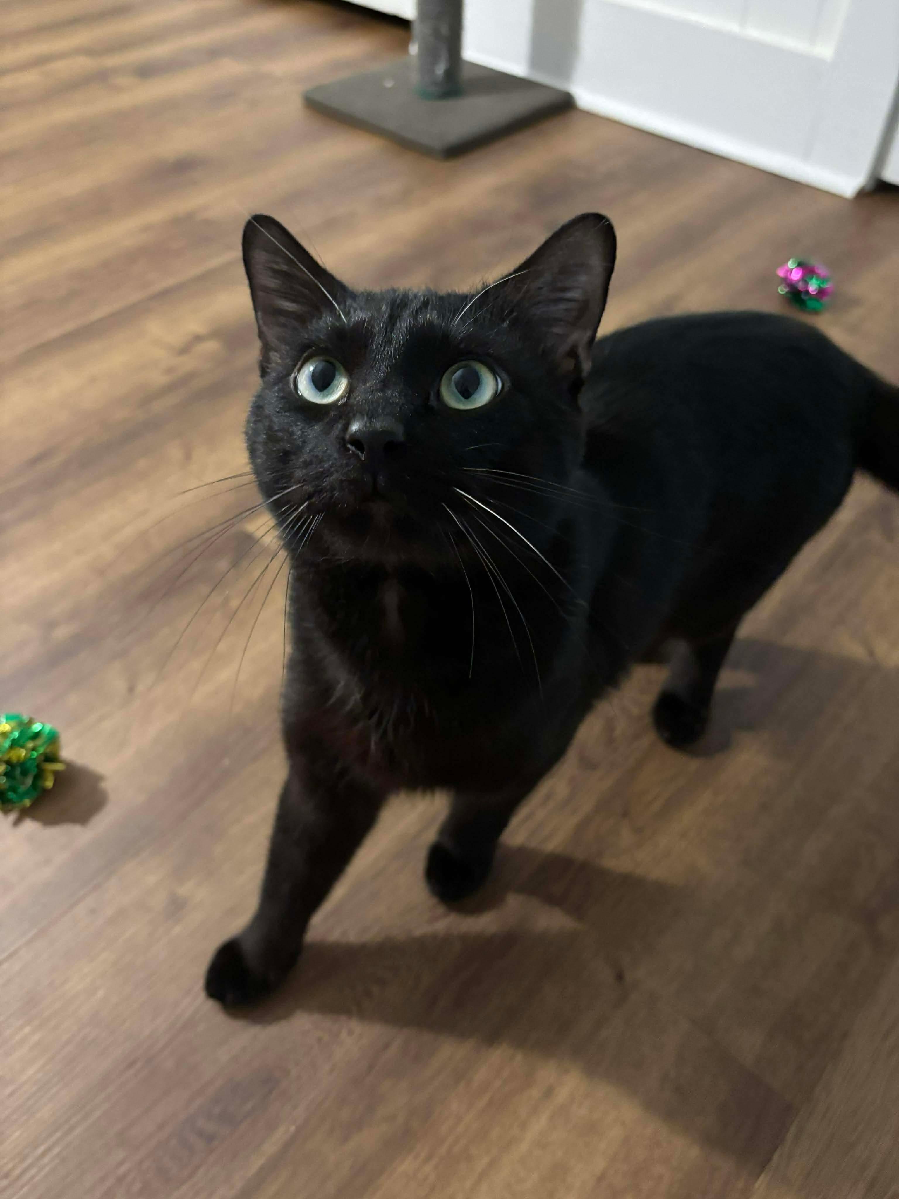 Enlarge Ronnie, a Adoptable mixed breed in Fort Oglethorpe, GA image 5/5