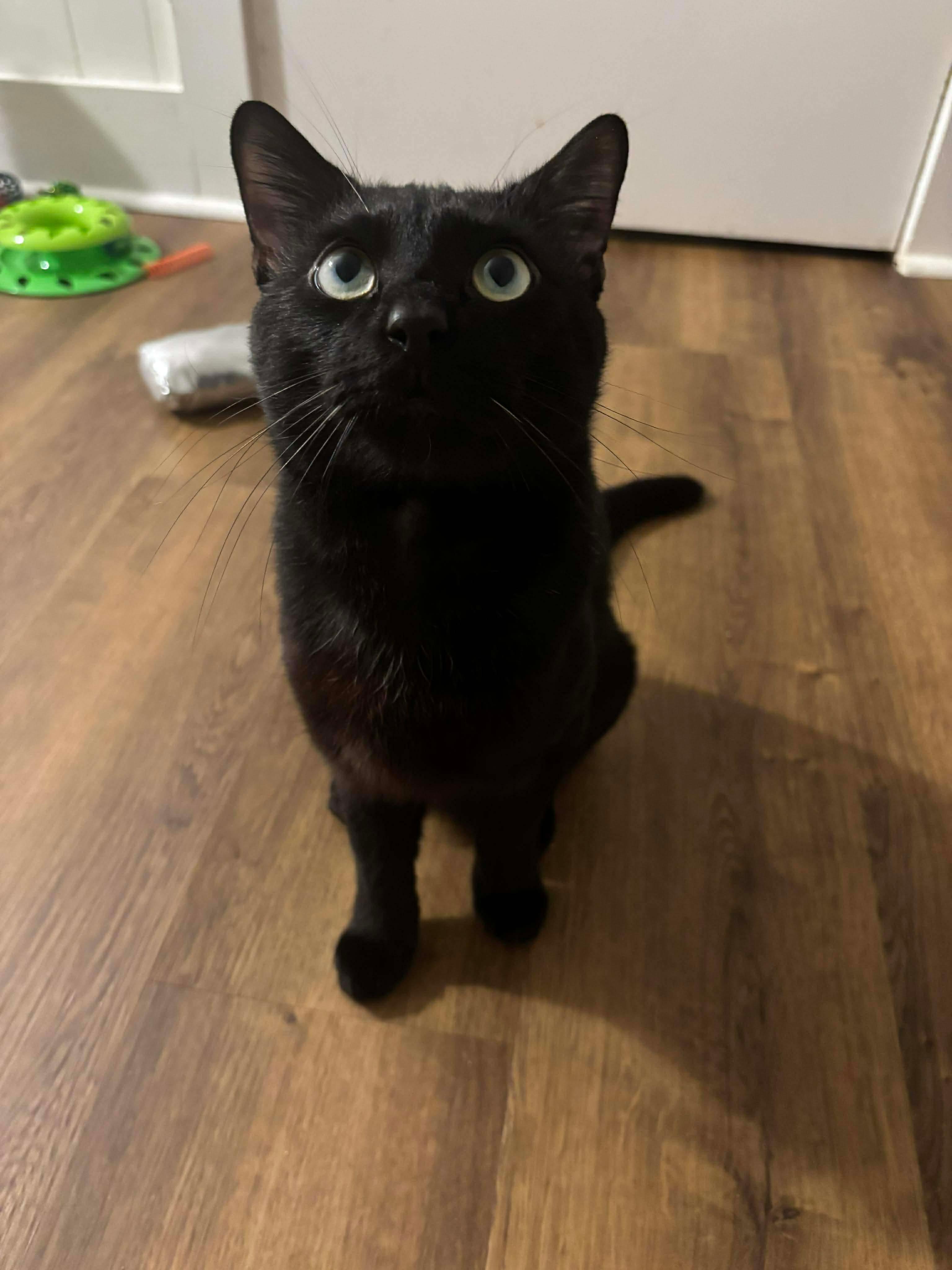 Enlarge Ronnie, a Adoptable mixed breed in Fort Oglethorpe, GA image 4/5