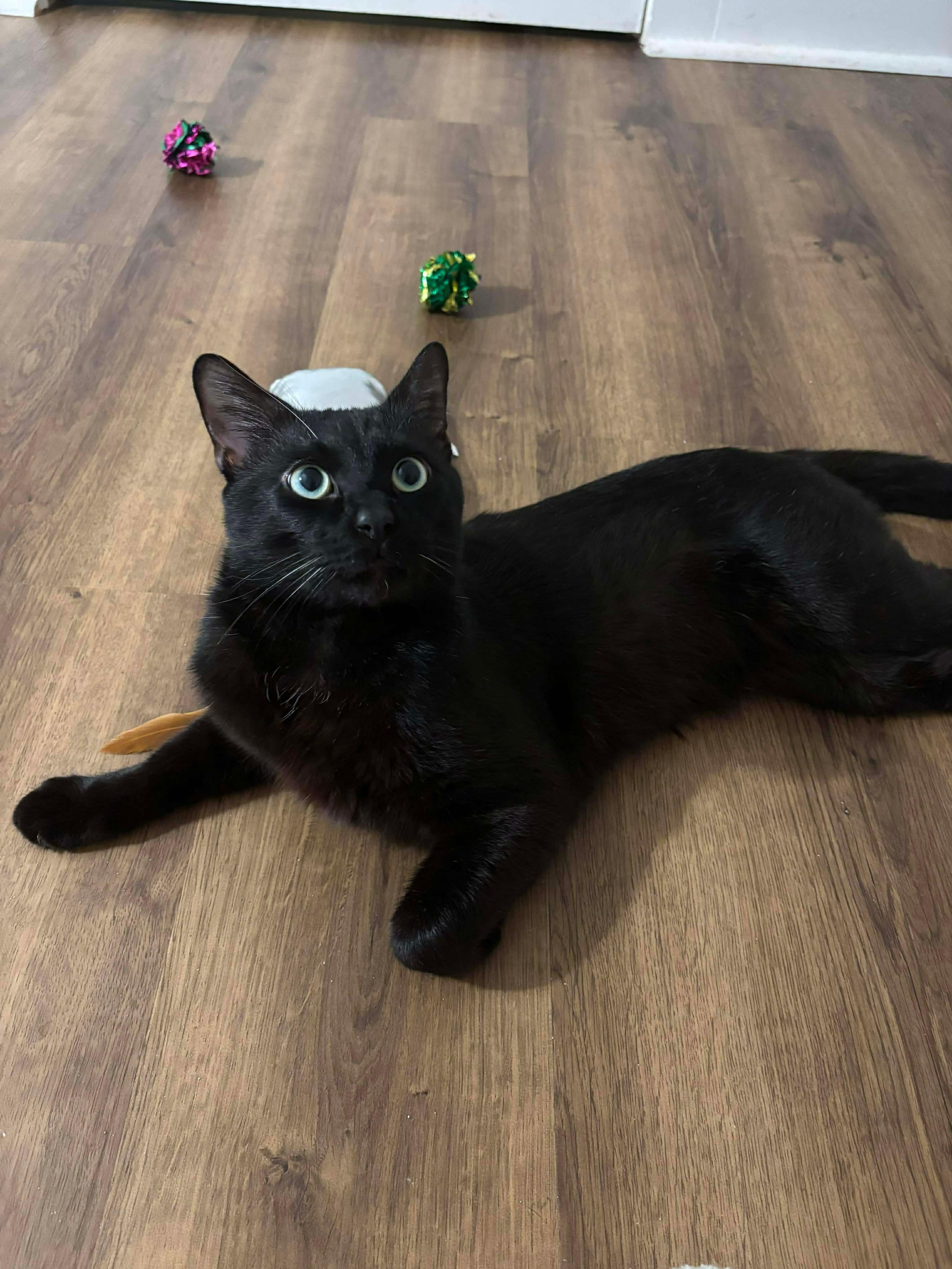 Enlarge Ronnie, a Adoptable mixed breed in Fort Oglethorpe, GA image 3/5