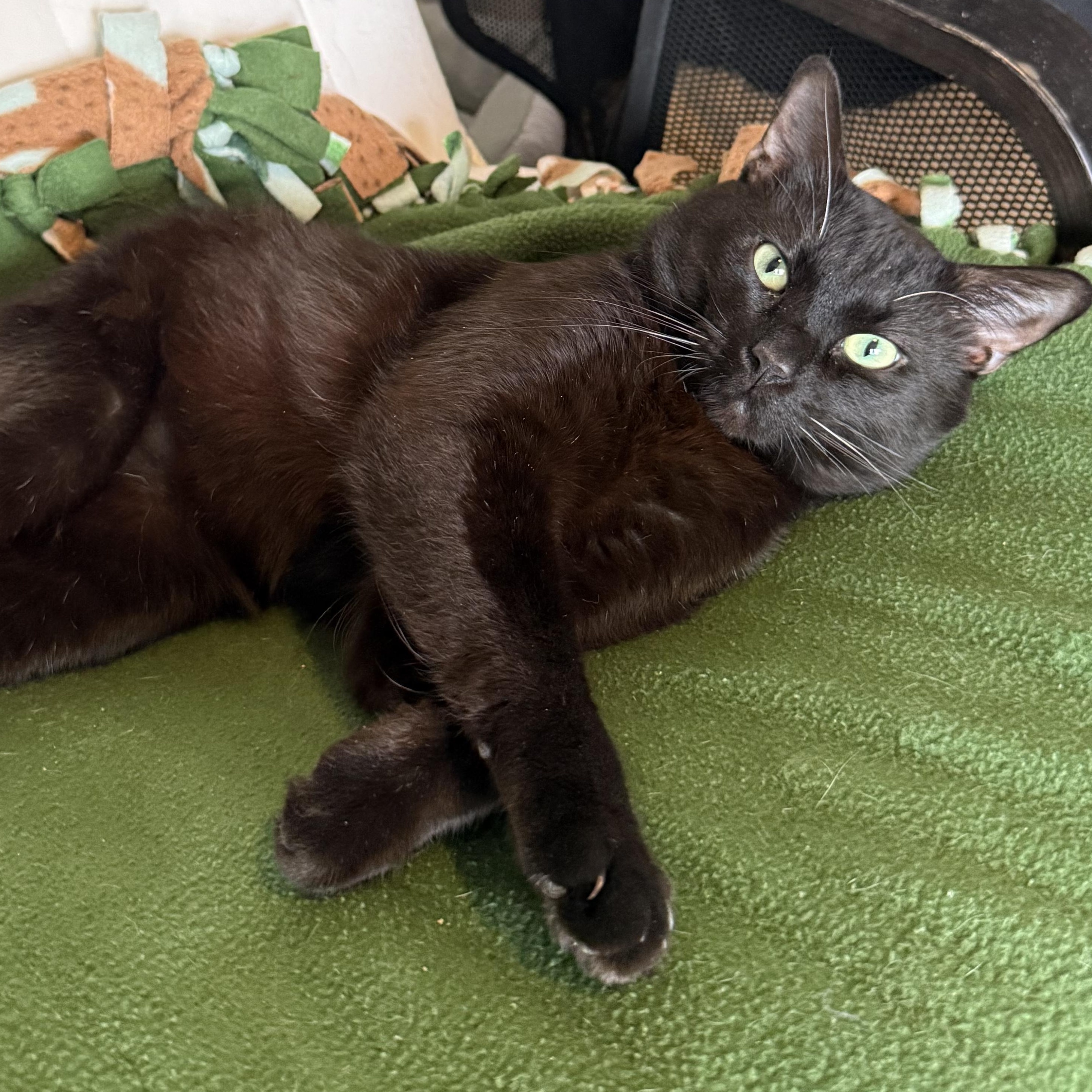 Enlarge Ronnie, a Adoptable mixed breed in Fort Oglethorpe, GA image 1/5