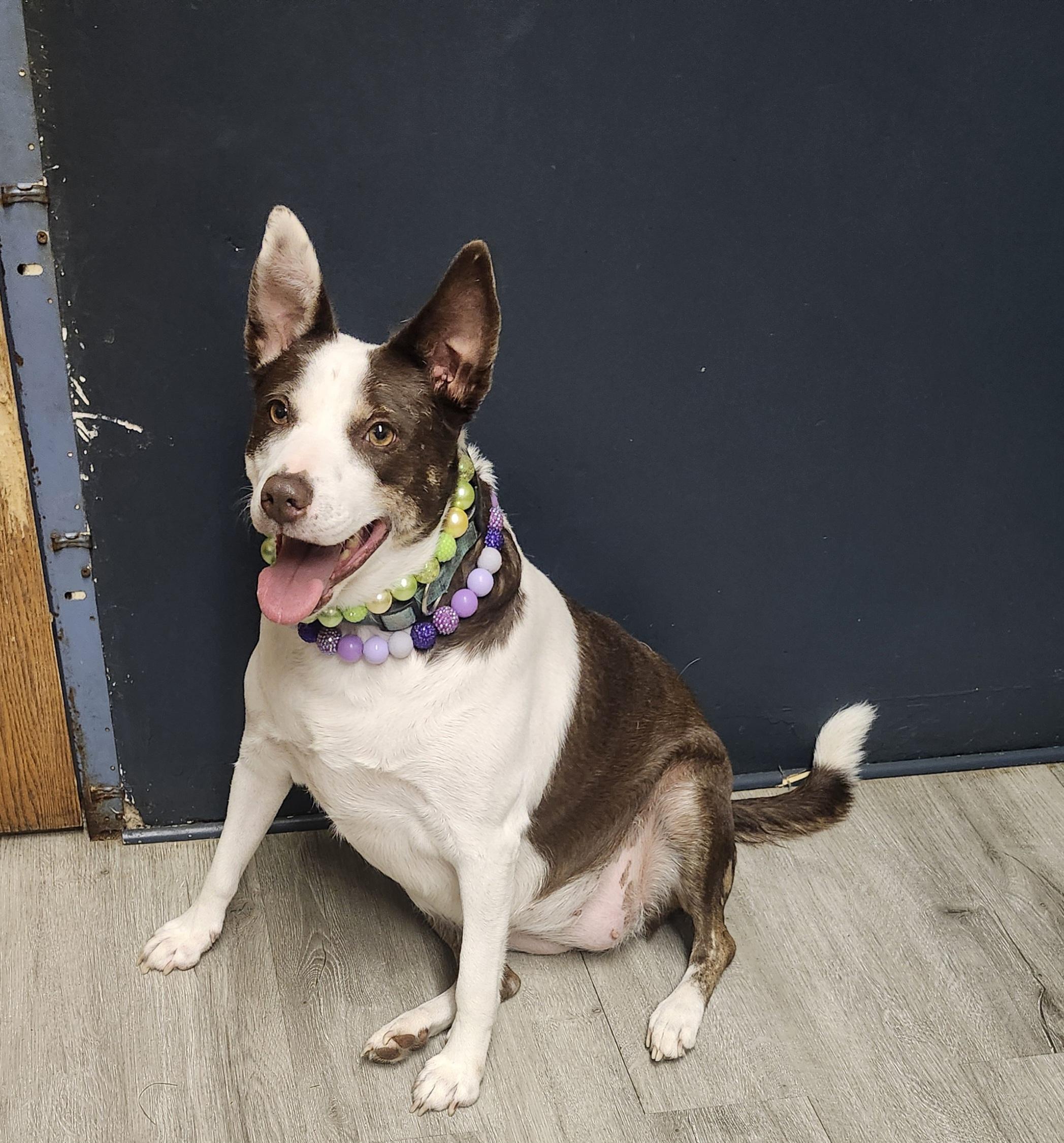 Carbonara thumbnail 3