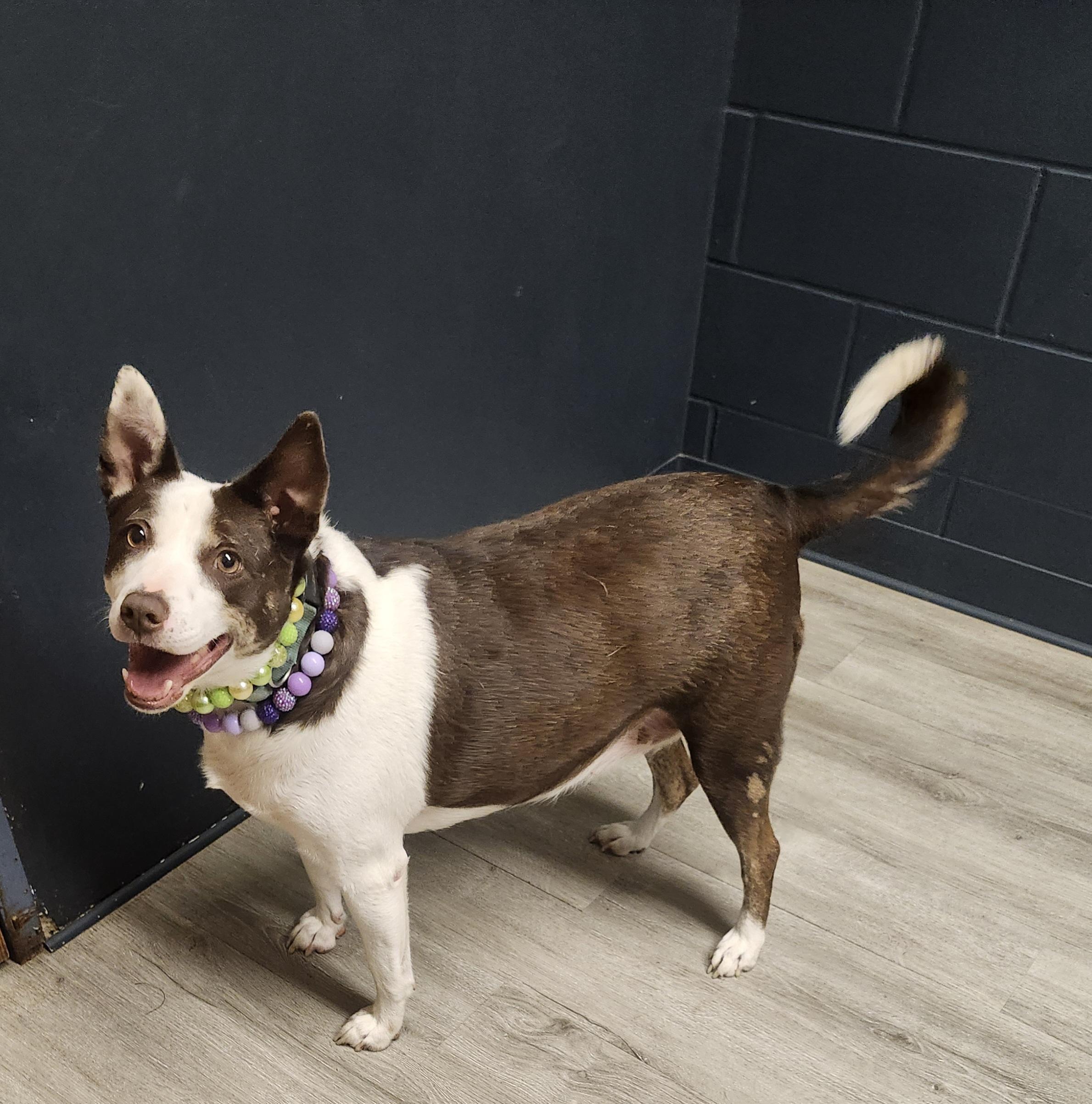 Carbonara thumbnail 4