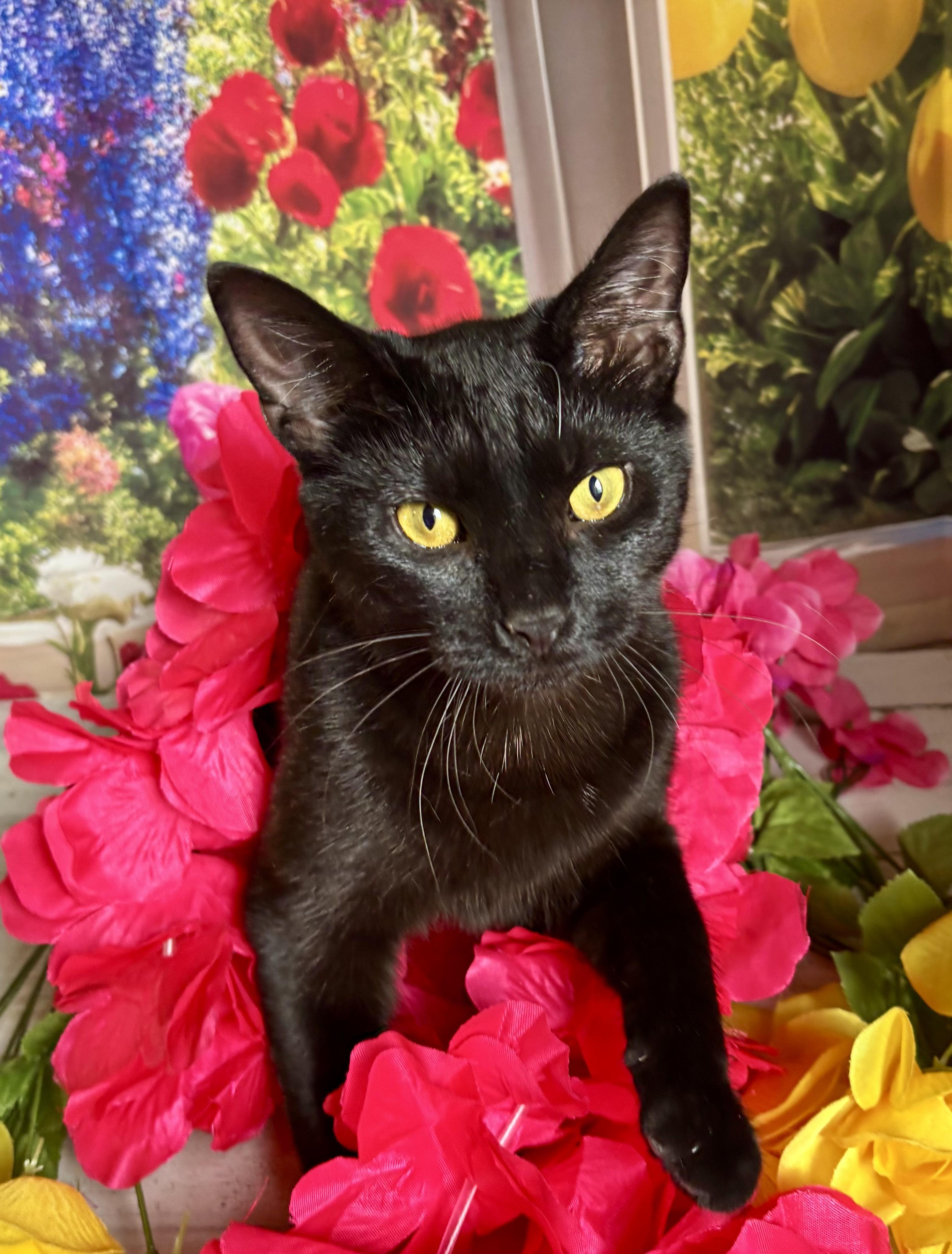 Licorice (bobtail), a ADOPTABLE Domestic Short Hair in Orient, OH image 2/6