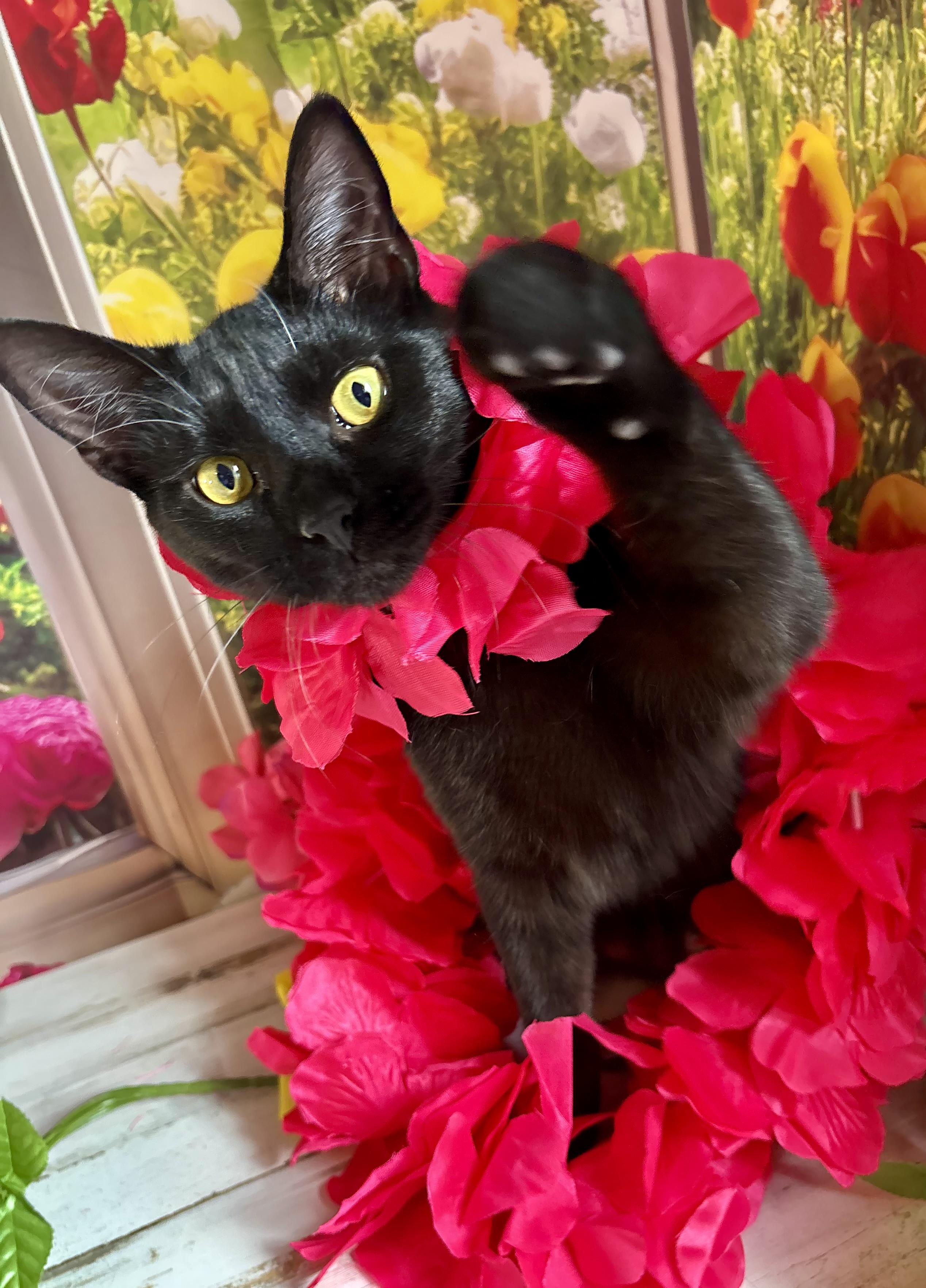 Licorice (bobtail), a ADOPTABLE Domestic Short Hair in Orient, OH image 5/6