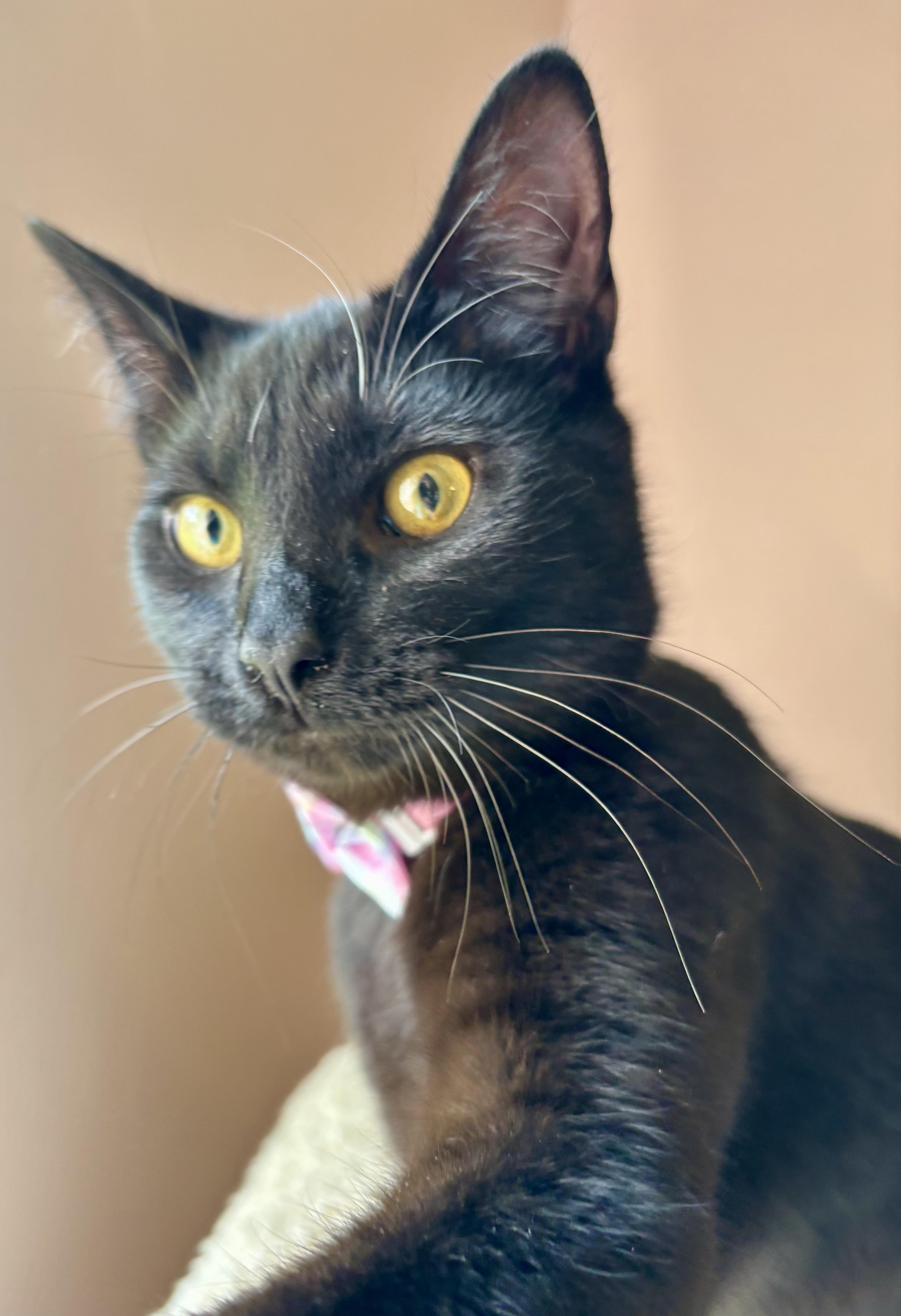 Licorice (bobtail), a ADOPTABLE Domestic Short Hair in Orient, OH image 1/4