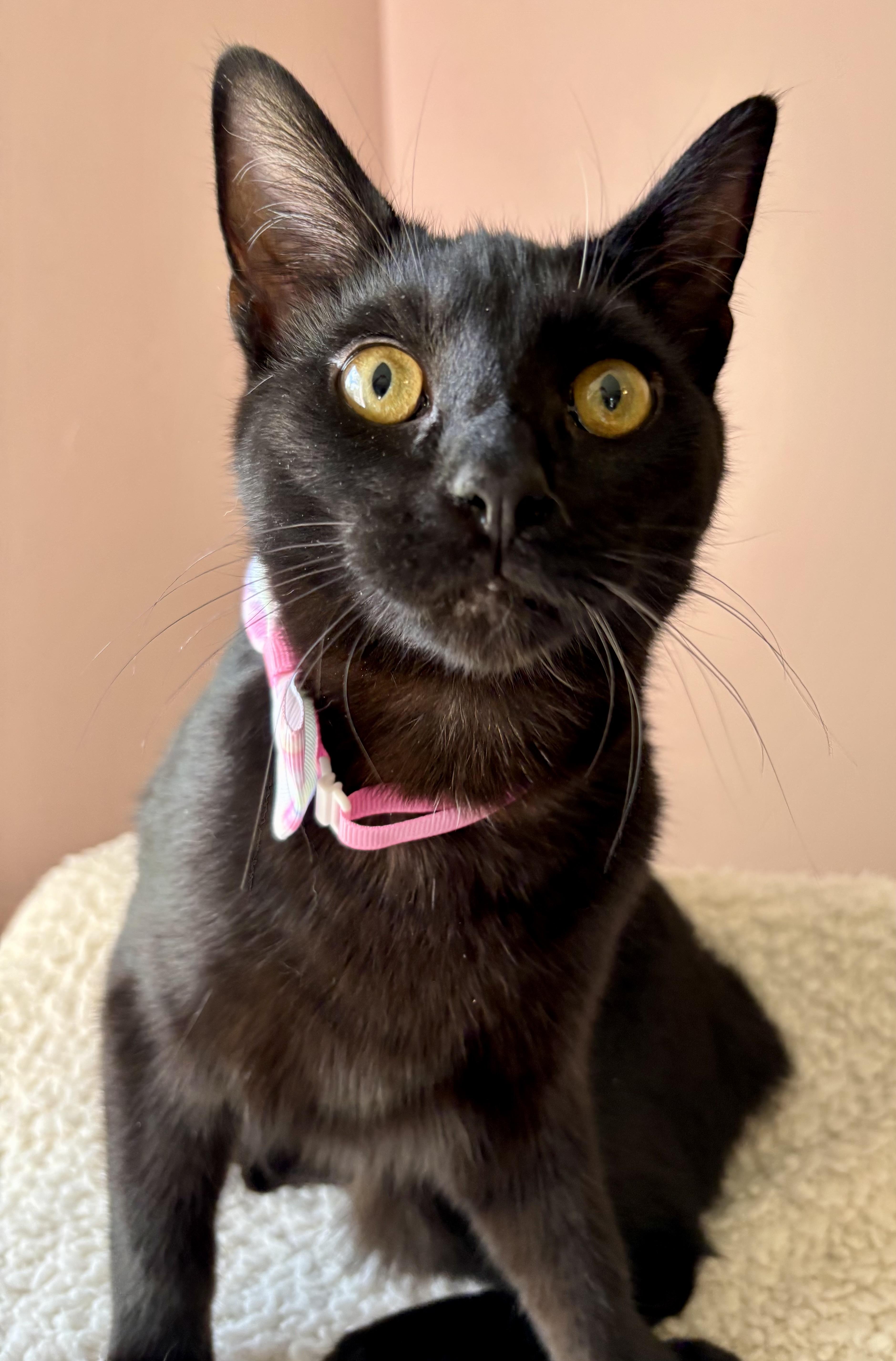 Licorice (bobtail), a ADOPTABLE Domestic Short Hair in Orient, OH image 2/4