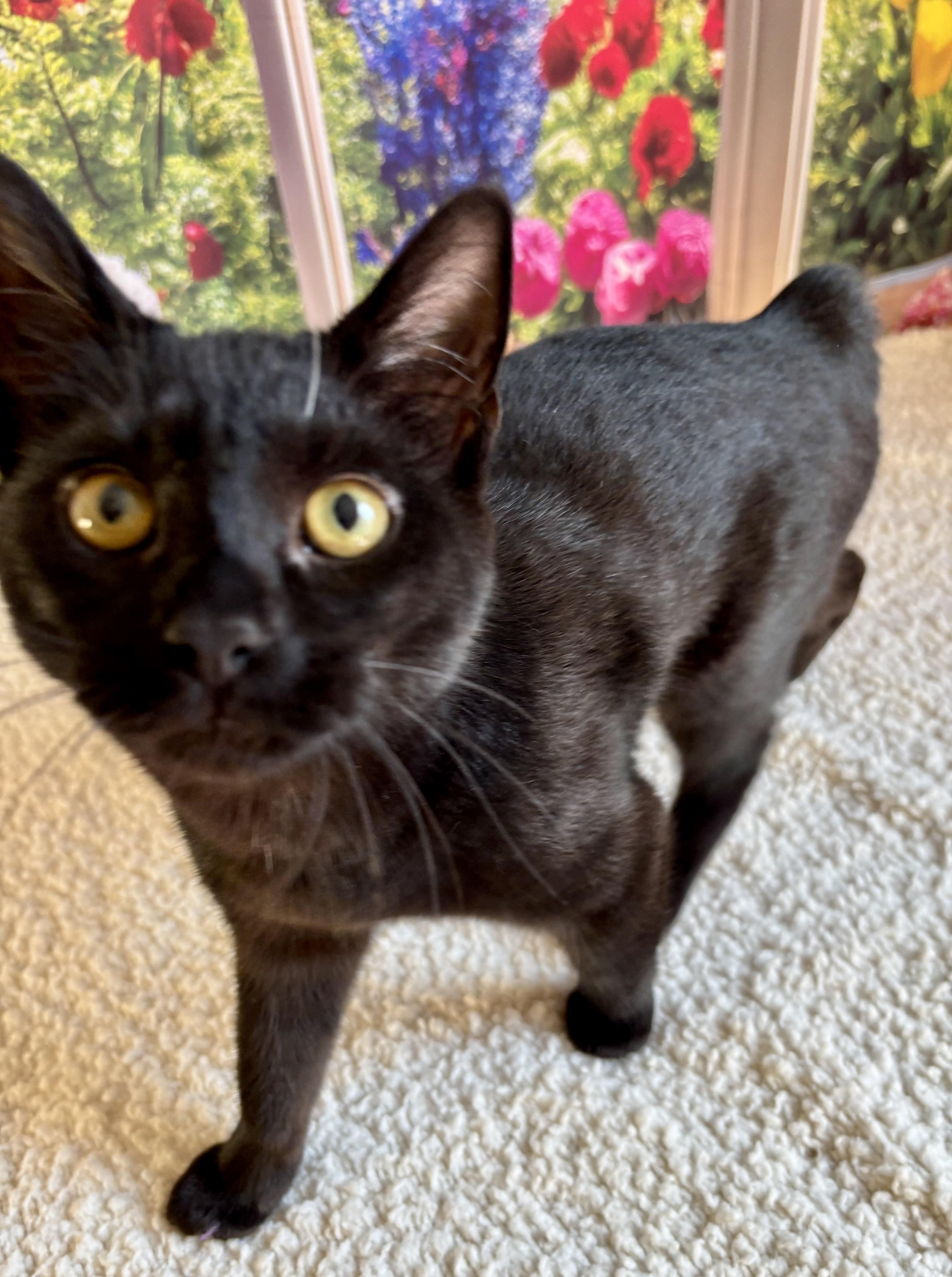 Enlarge Licorice, a ADOPTABLE Domestic Short Hair in Orient, OH image 3/3