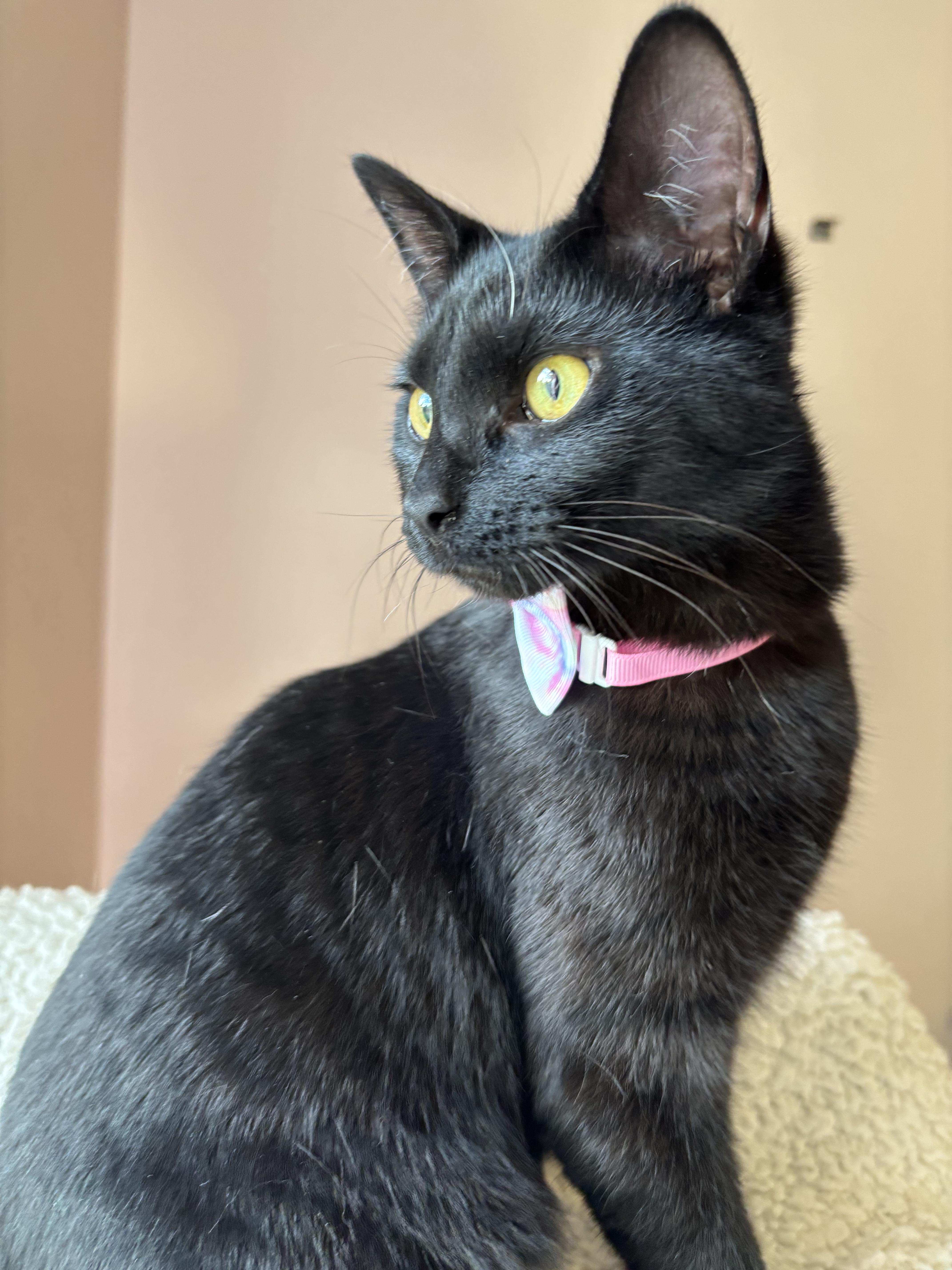 Licorice (bobtail), a ADOPTABLE Domestic Short Hair in Orient, OH image 3/4
