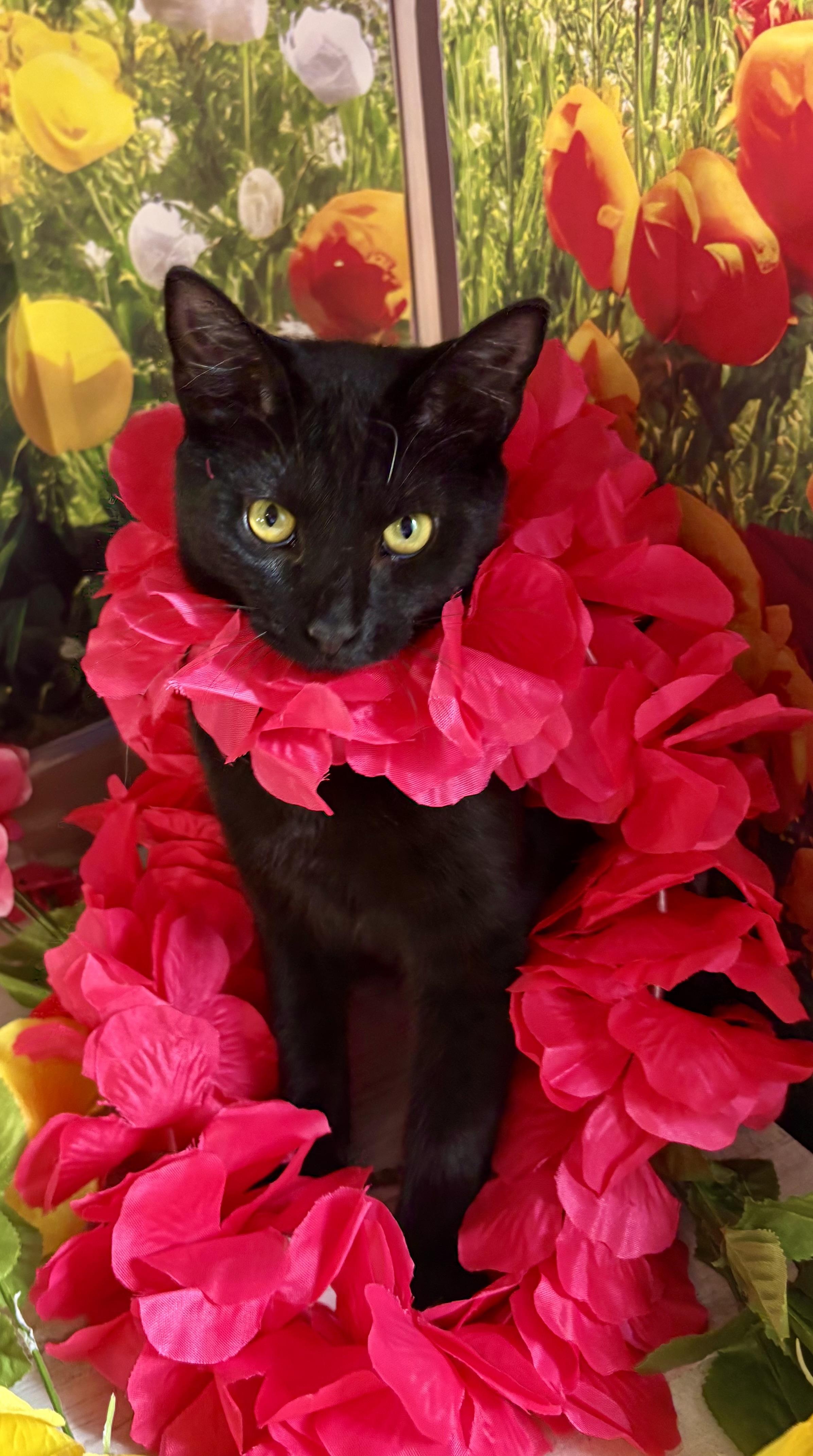 Licorice (bobtail), a ADOPTABLE Domestic Short Hair in Orient, OH image 6/6
