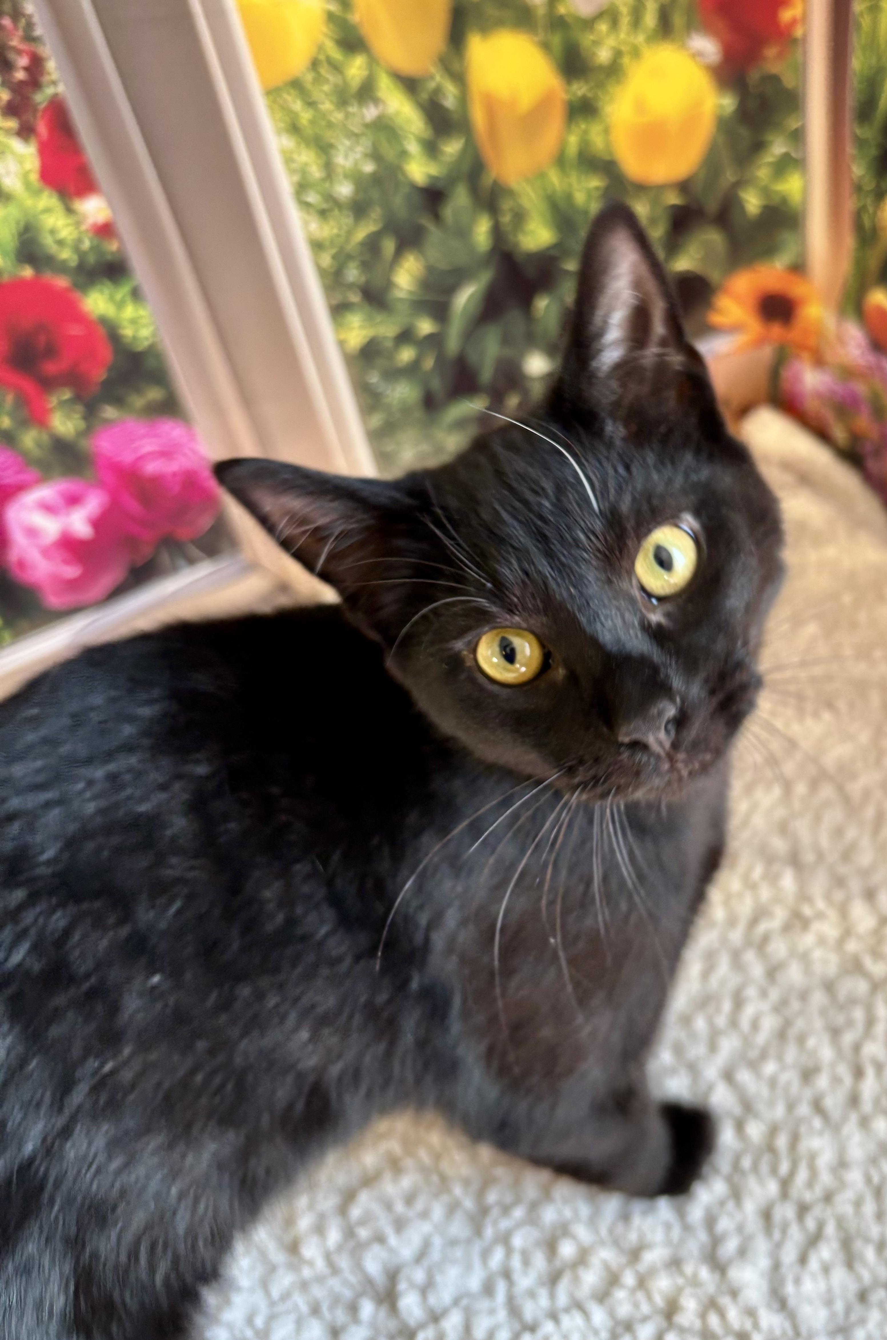 Enlarge Licorice, a ADOPTABLE Domestic Short Hair in Orient, OH image 1/3