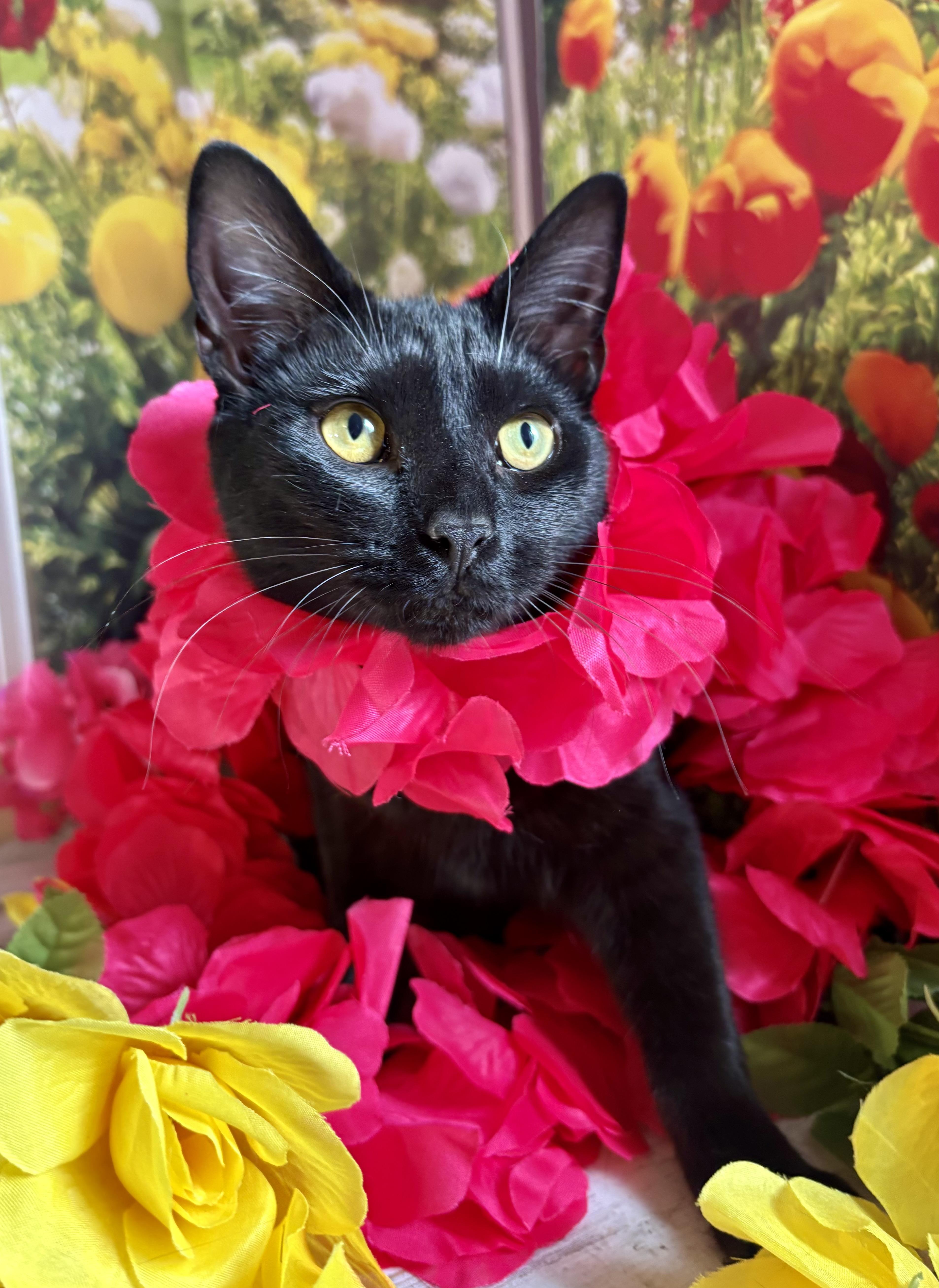 Licorice (bobtail), a ADOPTABLE Domestic Short Hair in Orient, OH image 4/6