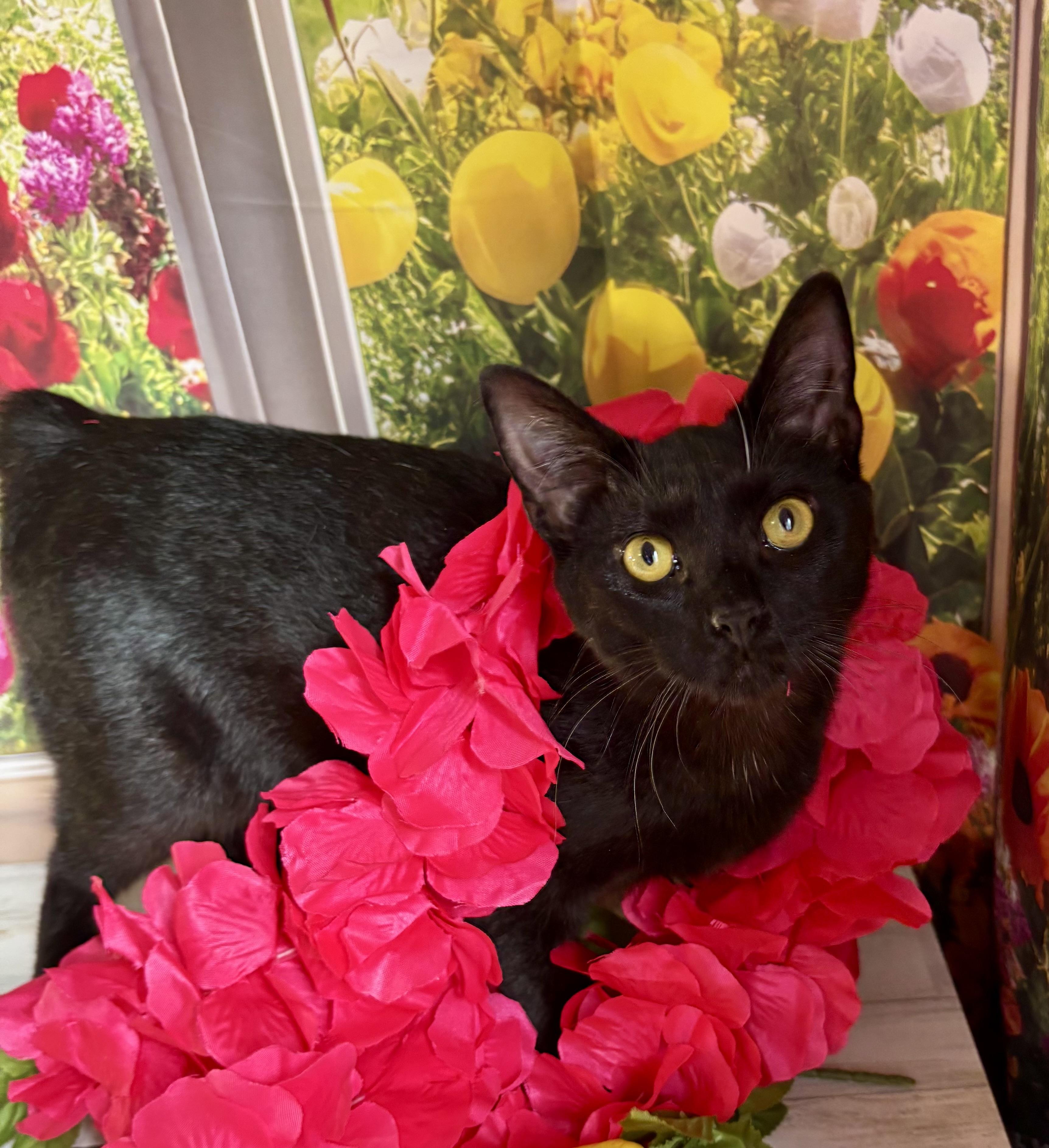 Licorice (bobtail), a ADOPTABLE Domestic Short Hair in Orient, OH image 3/6