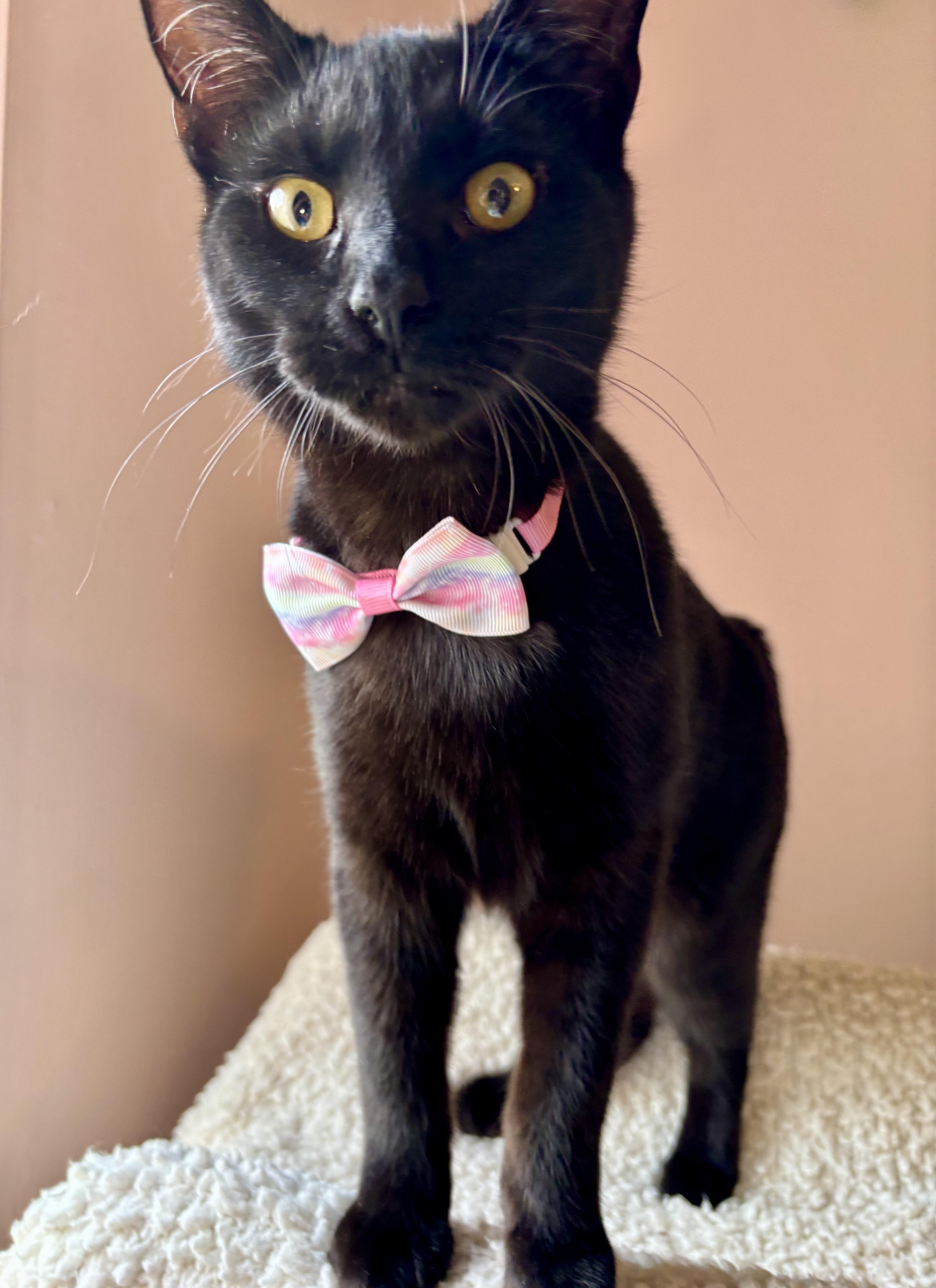 Licorice (bobtail), a ADOPTABLE Domestic Short Hair in Orient, OH image 4/4