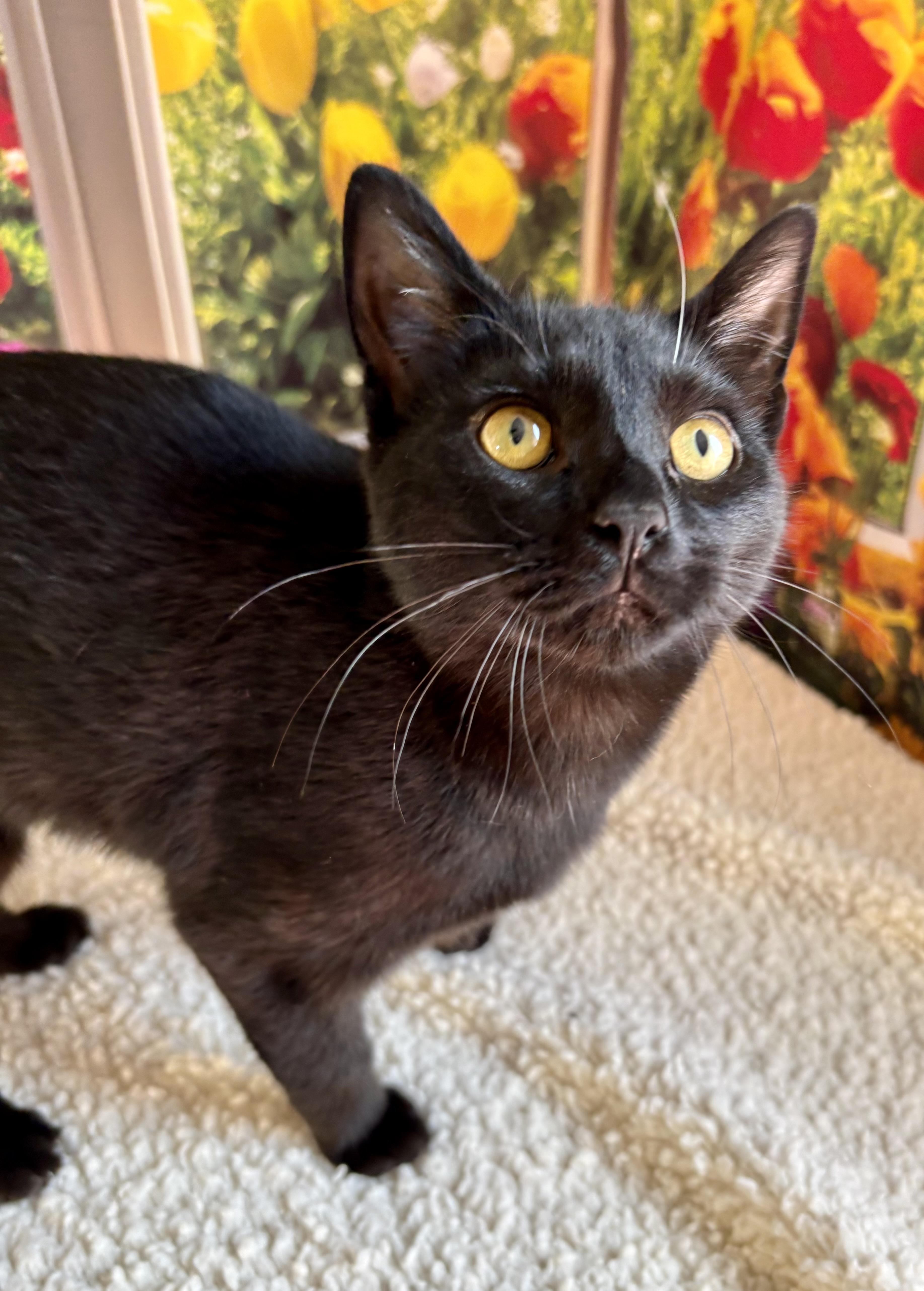 Enlarge Licorice, a ADOPTABLE Domestic Short Hair in Orient, OH image 2/3