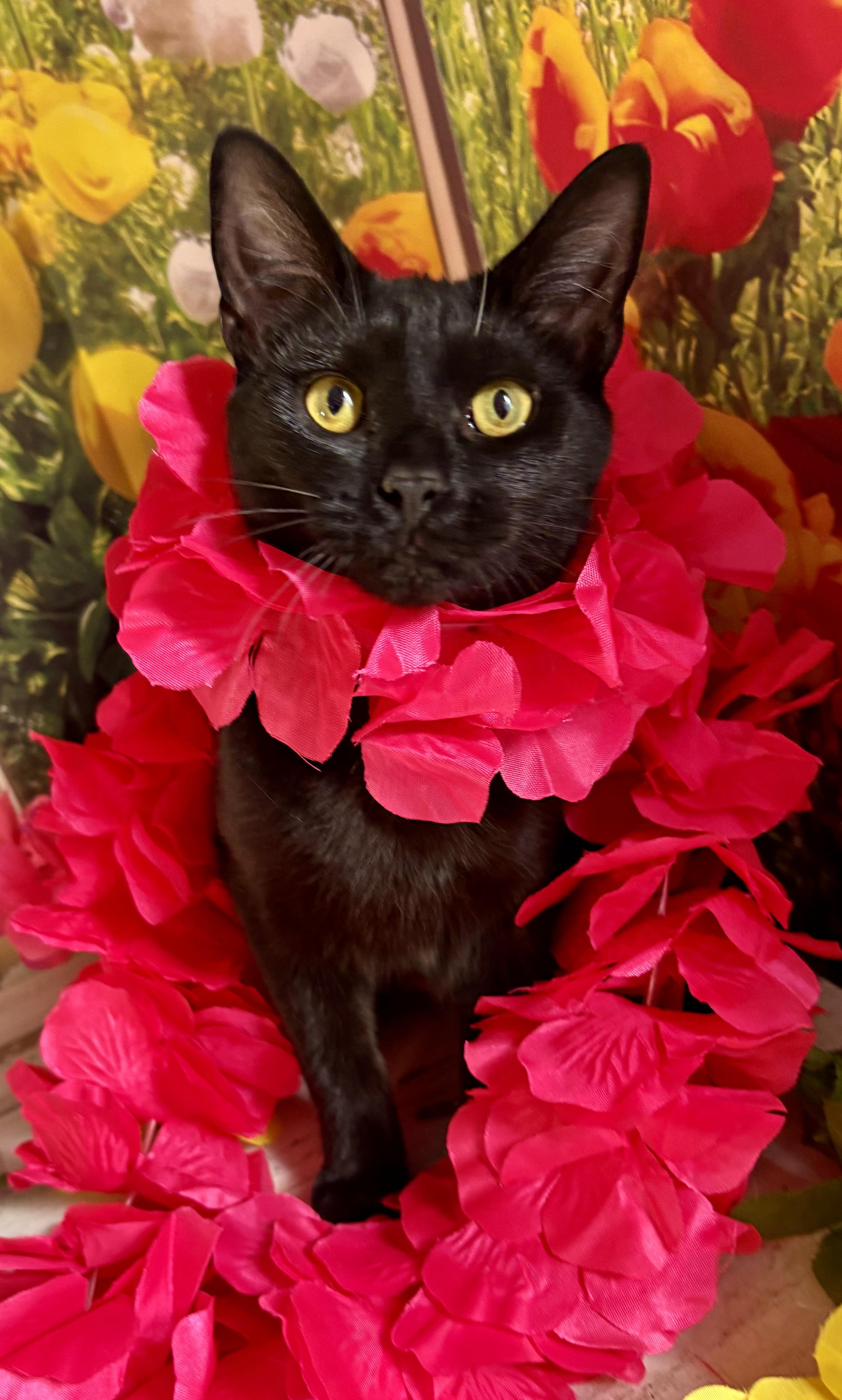 Licorice (bobtail), ADOPTABLE, Kitten Female Domestic Short Hair.