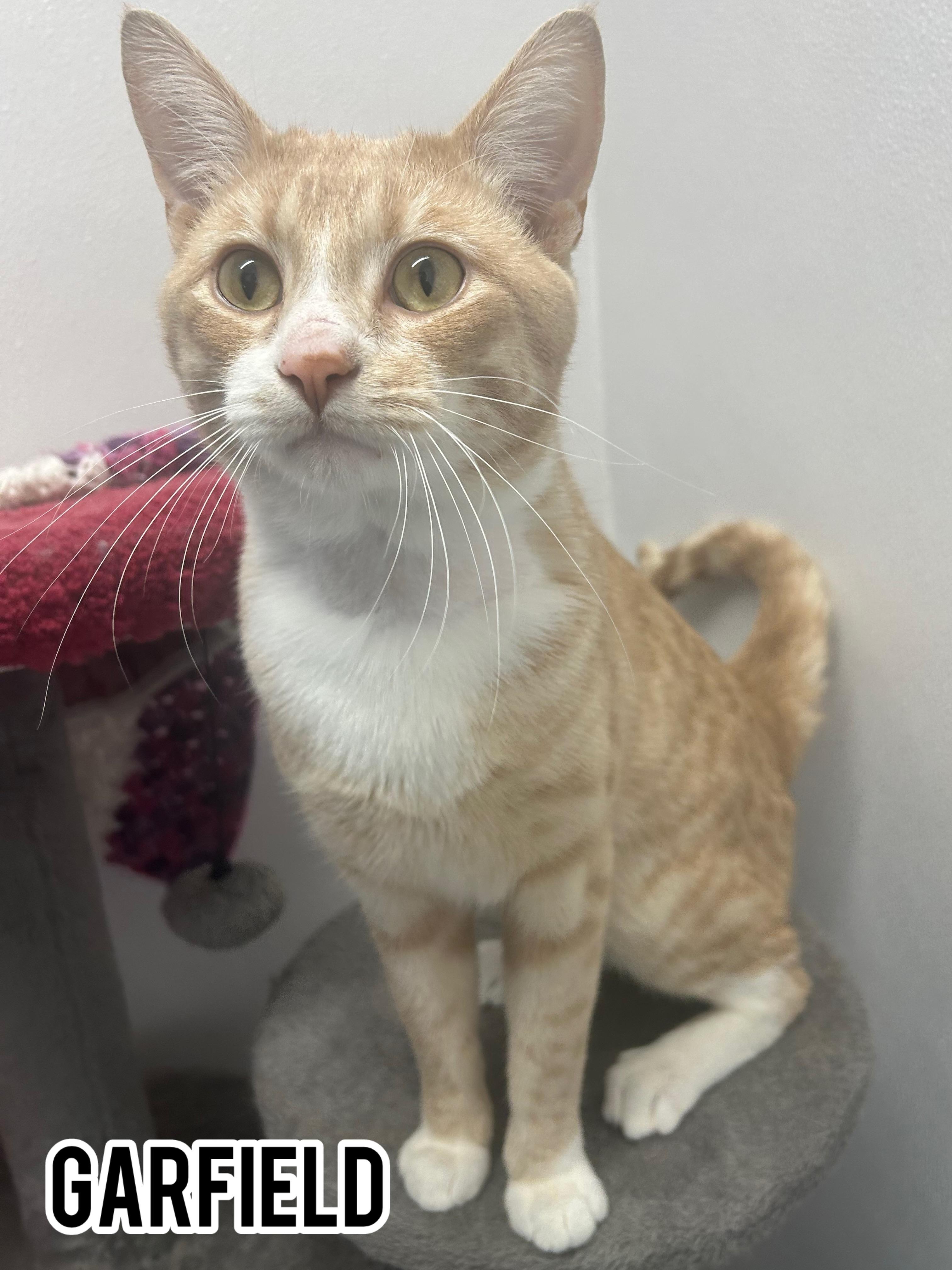 Garfield, Adoptable, Adult Female Domestic Short Hair.