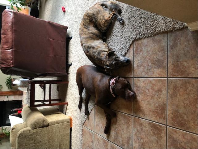 Luna, Adoptable, Adult Female Labrador Retriever & Boxer.