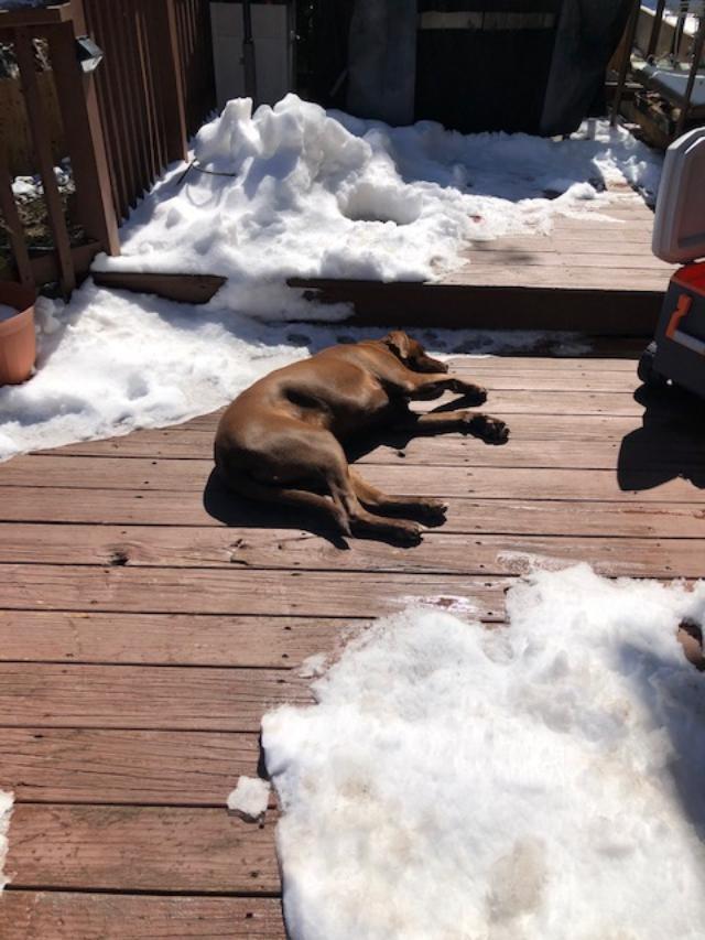 Enlarge Luna, a Adoptable mixed breed in San Antonio, TX image 2/3