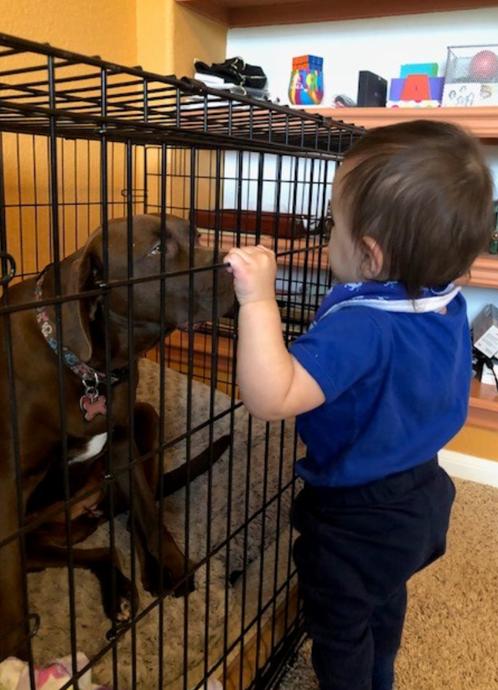 Enlarge Luna, a Adoptable mixed breed in San Antonio, TX image 3/3