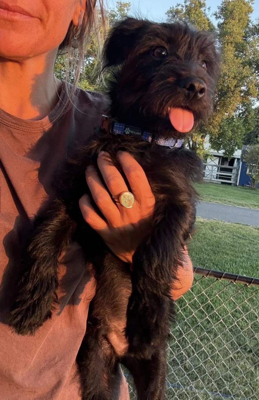 Enlarge Elvis, an adopted mixed breed in Davis, CA image 5/5