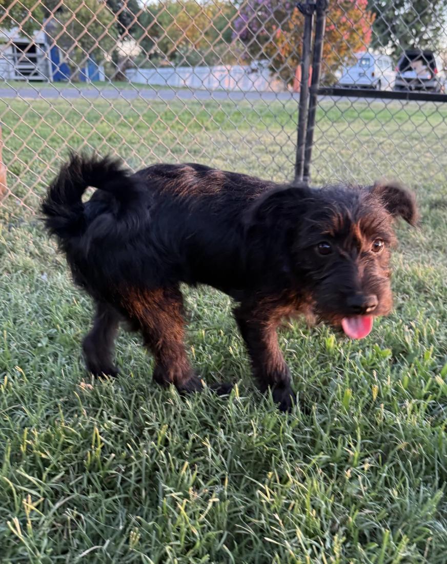 Enlarge Elvis, an adopted mixed breed in Davis, CA image 2/5