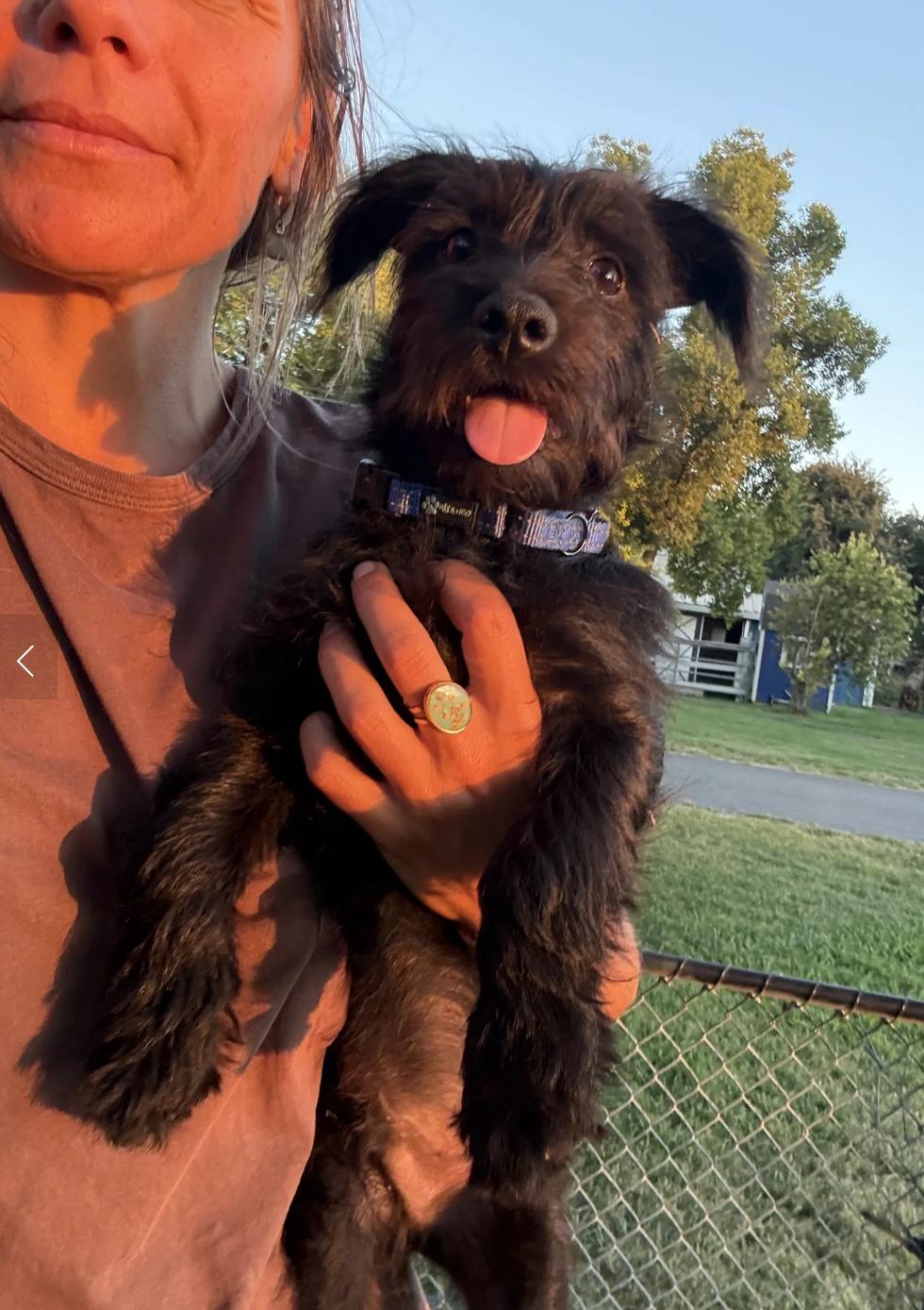 Elvis, adopted, Puppy Male Bolognese.