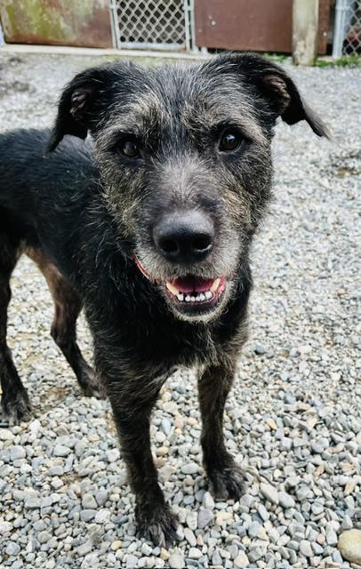 Shaggy, Adoptable, Young Male Terrier.