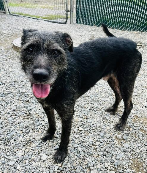 Enlarge Shaggy, a Adoptable mixed breed in Kellogg, ID image 4/4