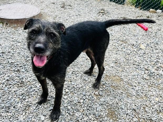 Enlarge Shaggy, a Adoptable mixed breed in Kellogg, ID image 2/4