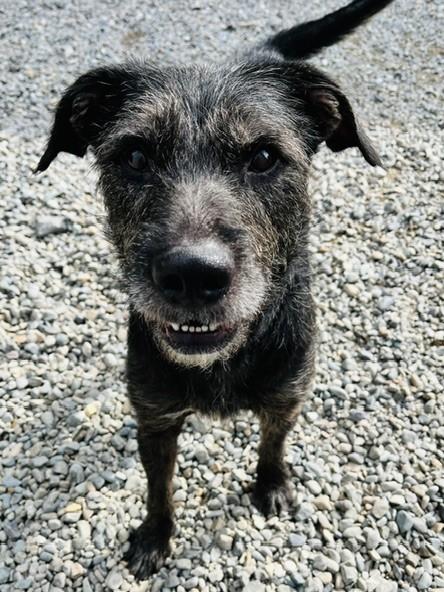 Enlarge Shaggy, a Adoptable mixed breed in Kellogg, ID image 3/4