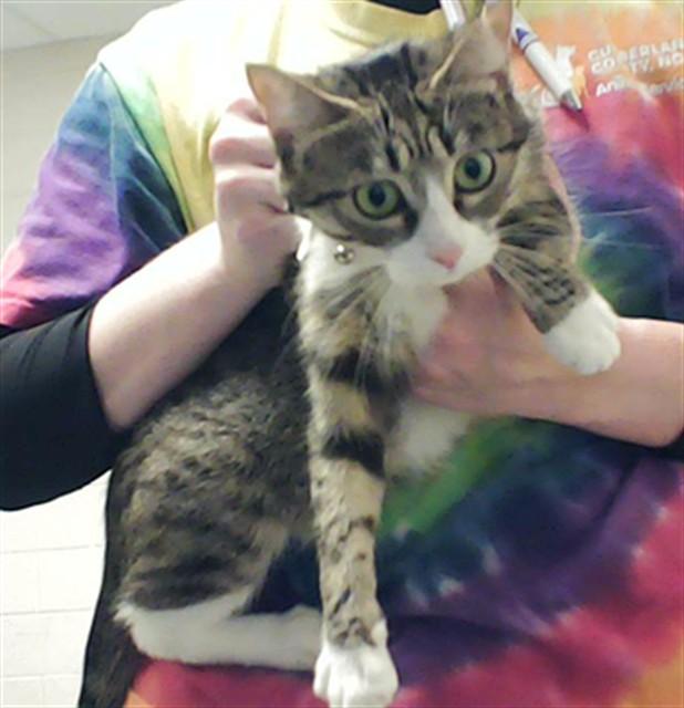 Enlarge MEOW MEOW, a Adoptable Domestic Short Hair in Fayetteville, NC image 1/1