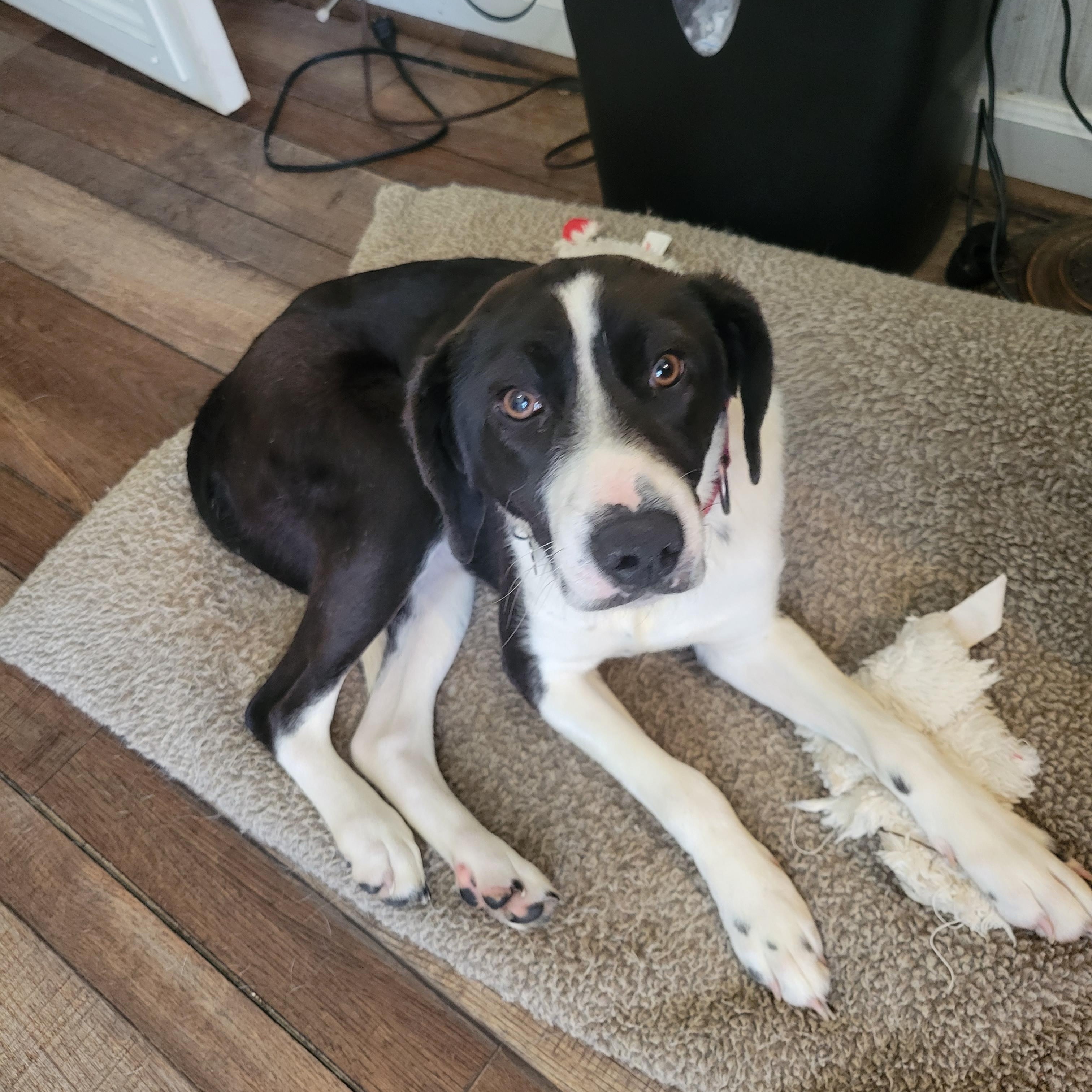 Enlarge Tilly, a Adoptable mixed breed in Franklin, VA image 2/3