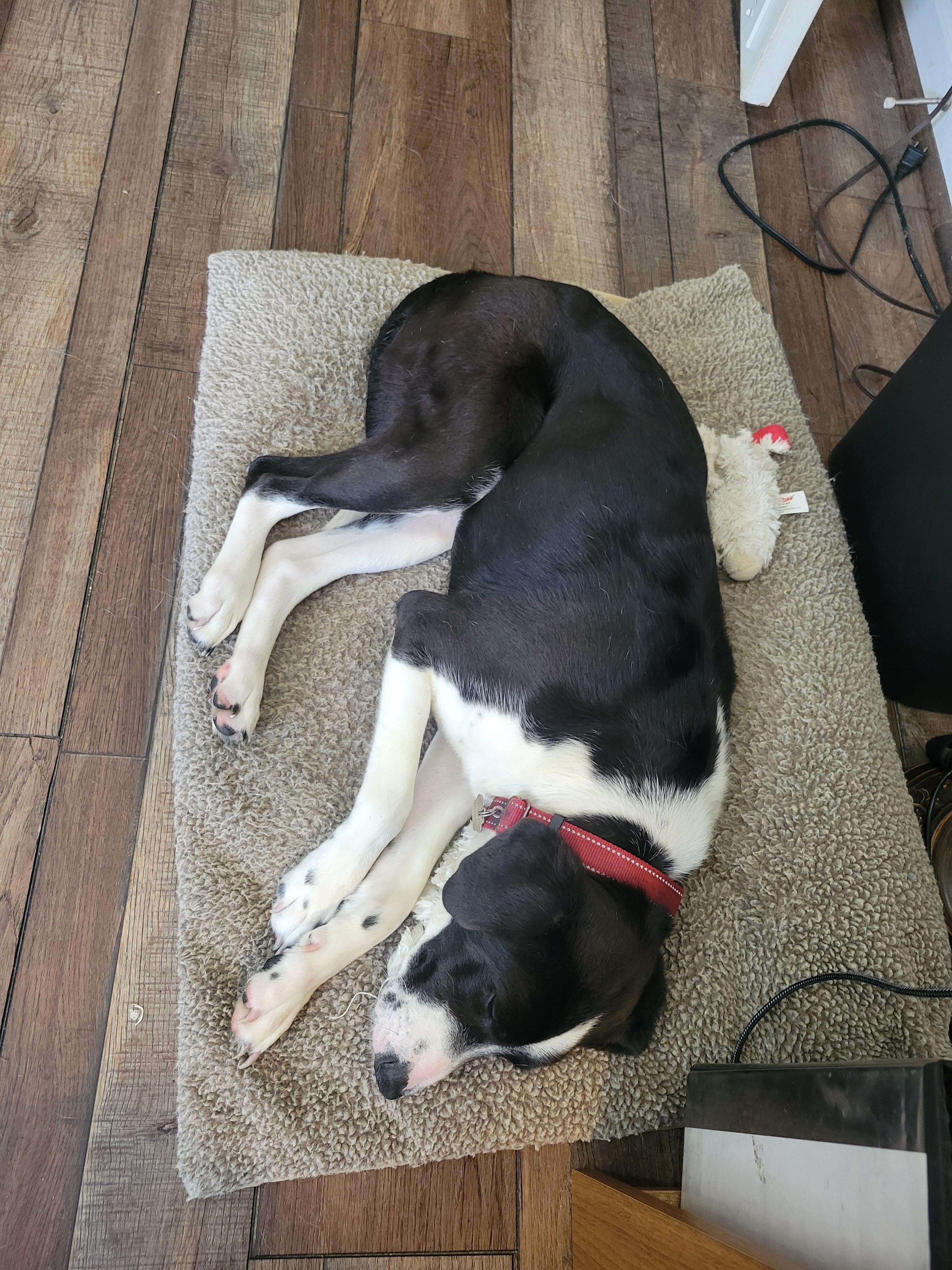 Enlarge Tilly, a Adoptable mixed breed in Franklin, VA image 3/3