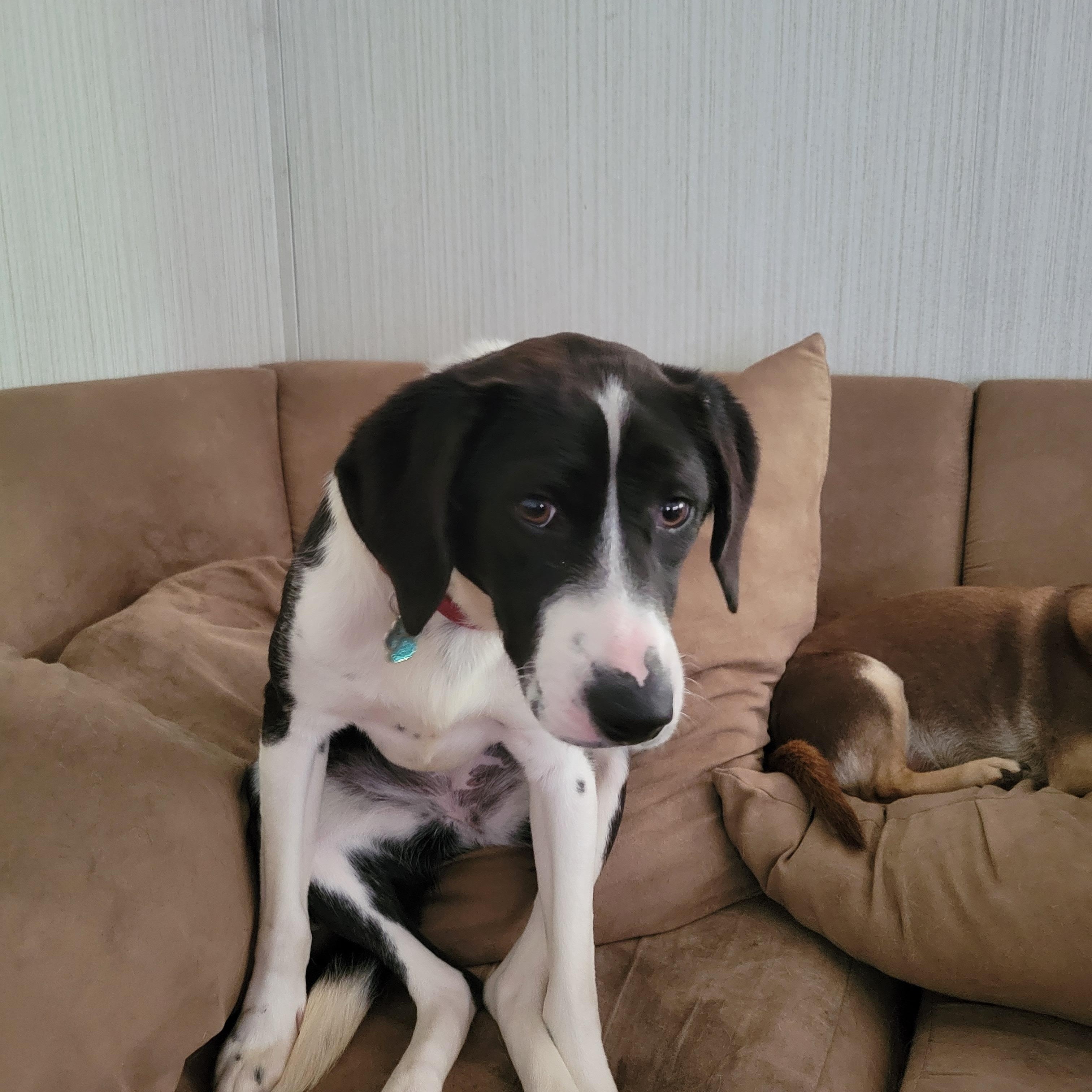 Enlarge Tilly, a Adoptable mixed breed in Franklin, VA image 1/3