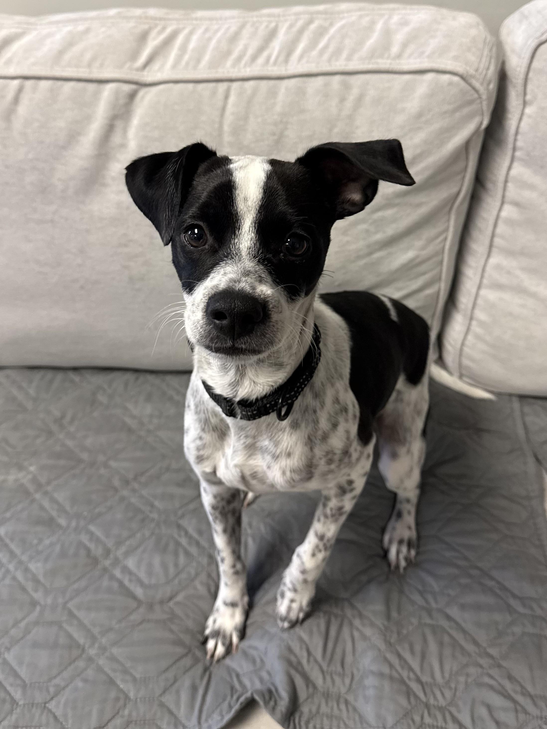 Enlarge Max, an adopted mixed breed in Sudbury, MA image 3/4