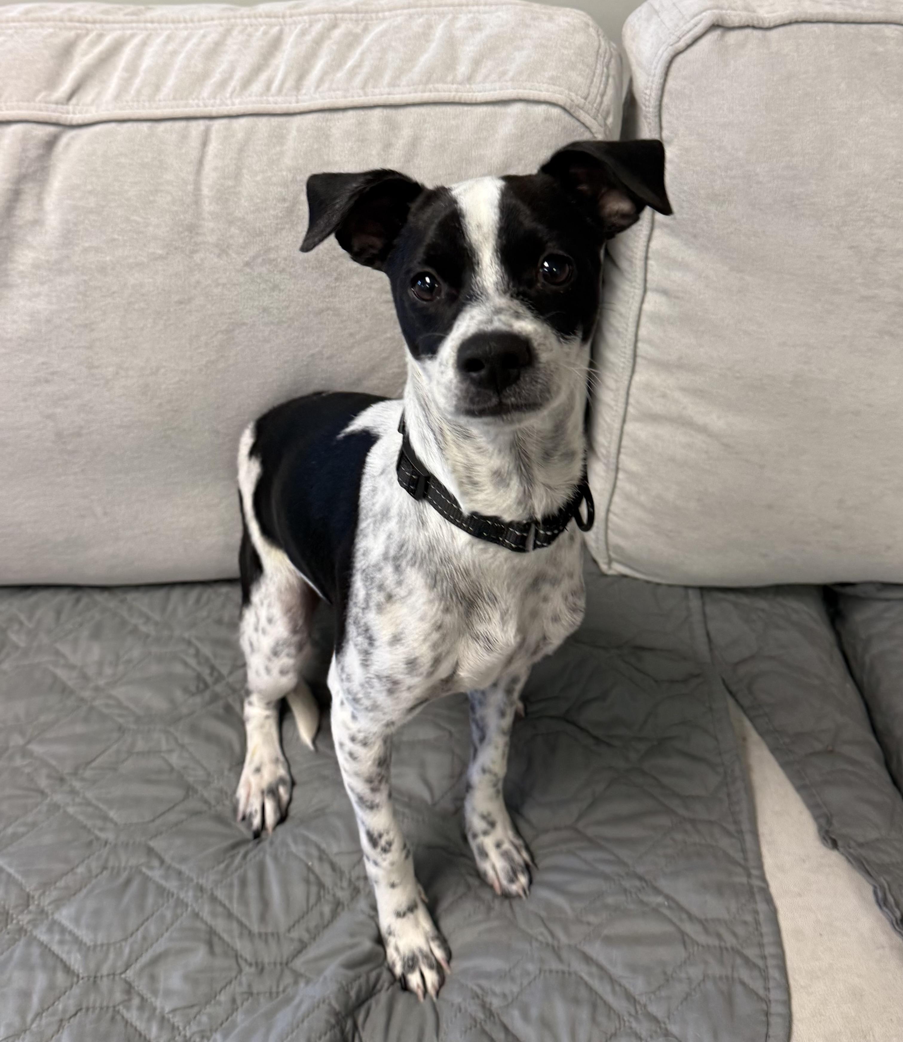 Enlarge Max, an adopted mixed breed in Sudbury, MA image 4/4